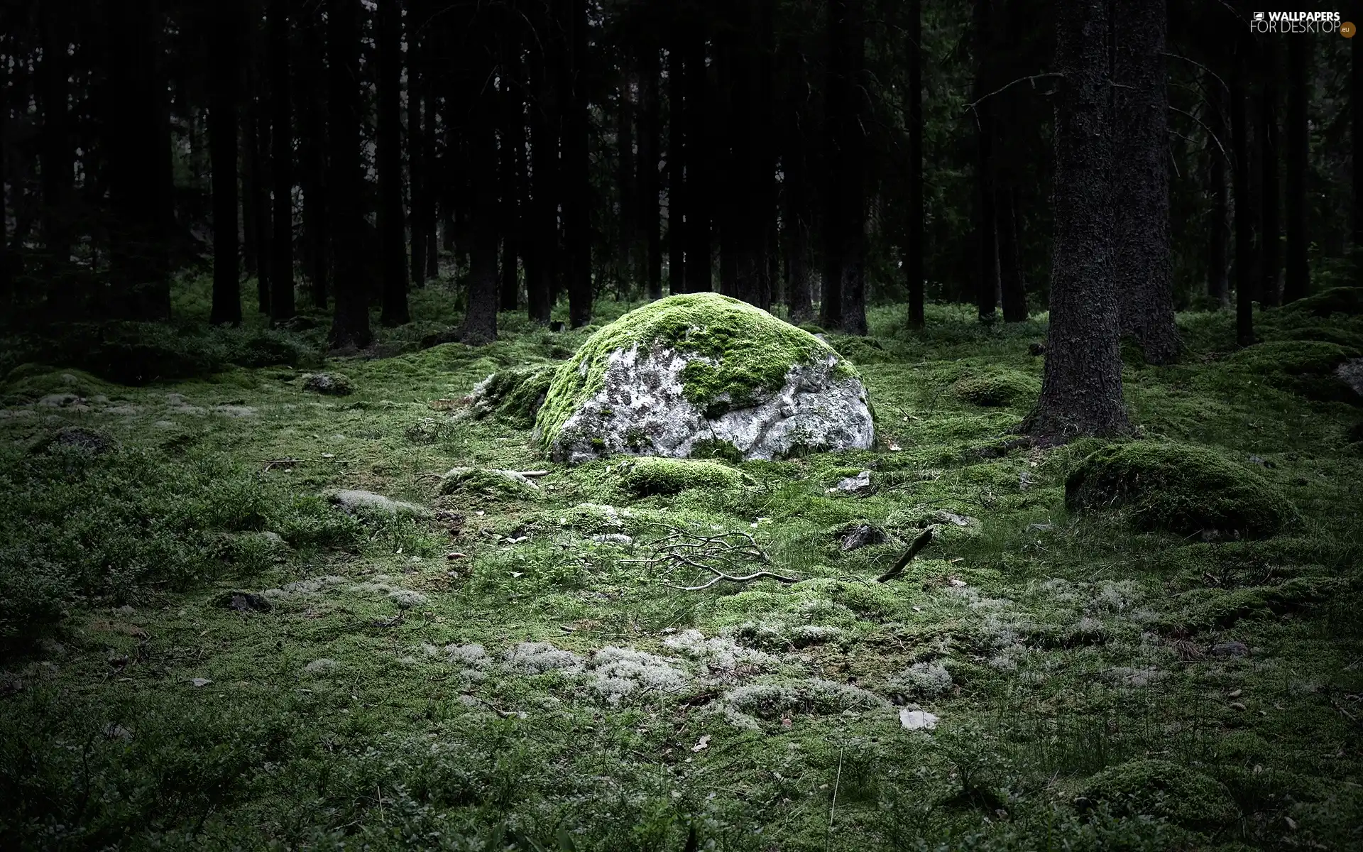 trees, Rocks, Moss, viewes