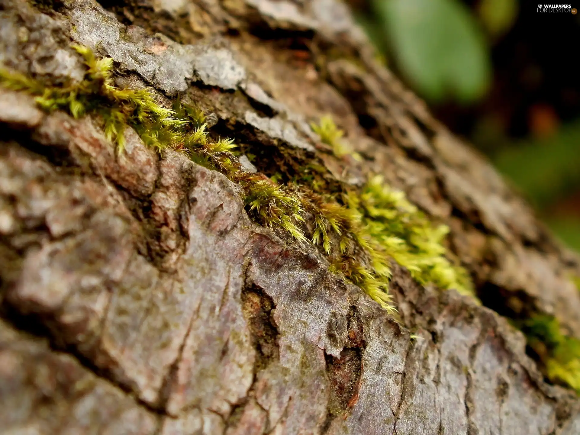 trunk, viewes, Moss, trees