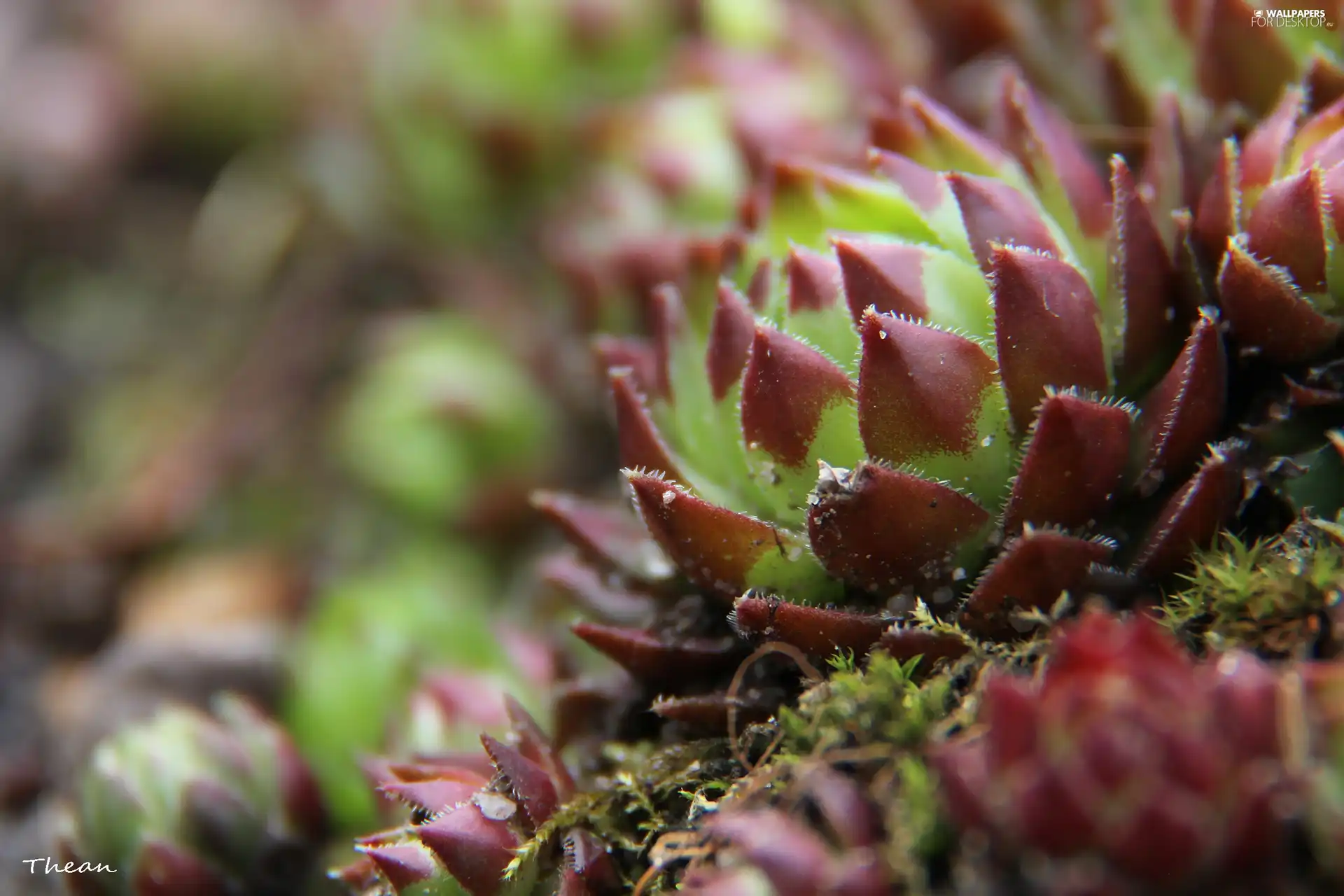 plant, Mountain