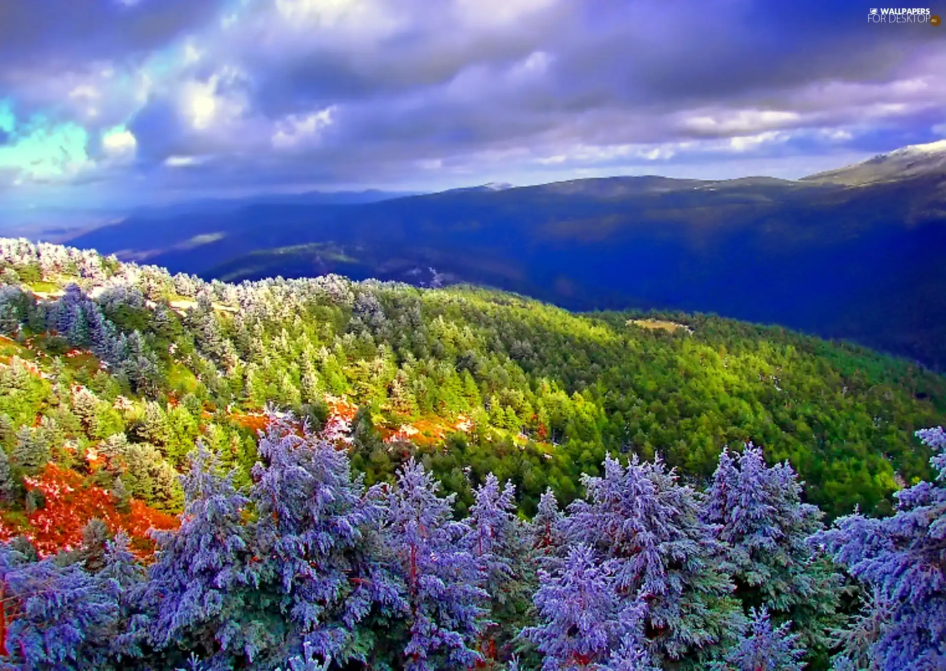 trees, forest, Mountains, clouds, viewes, color