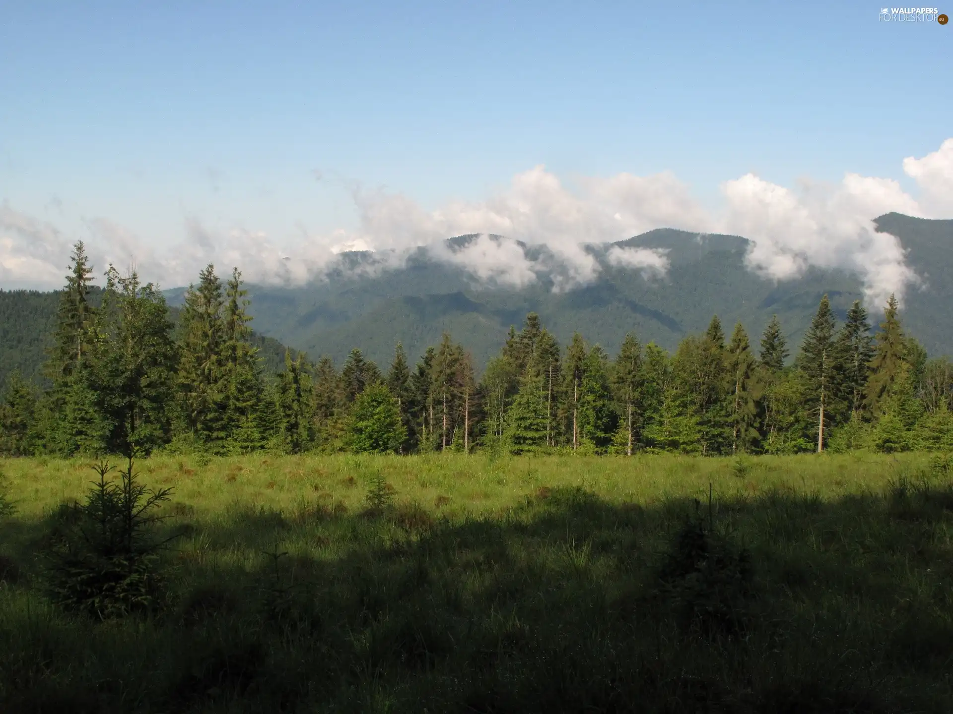 Mountains, clouds, forest