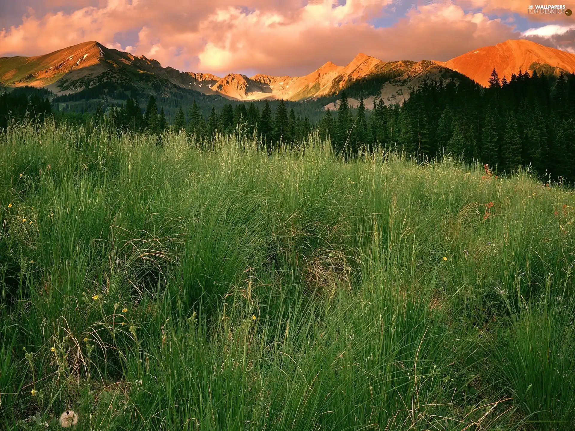grass, Mountains