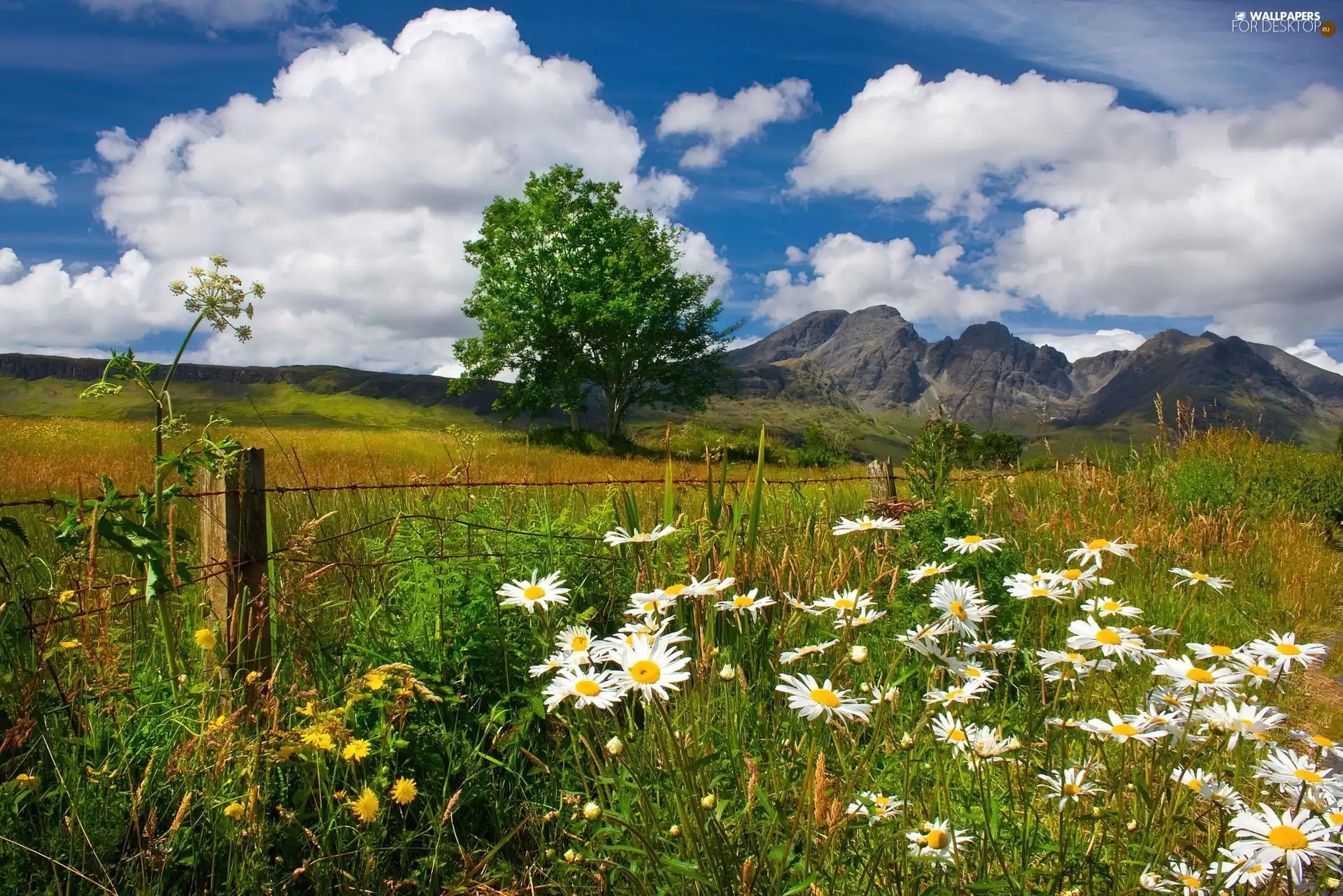 Meadow, Mountains