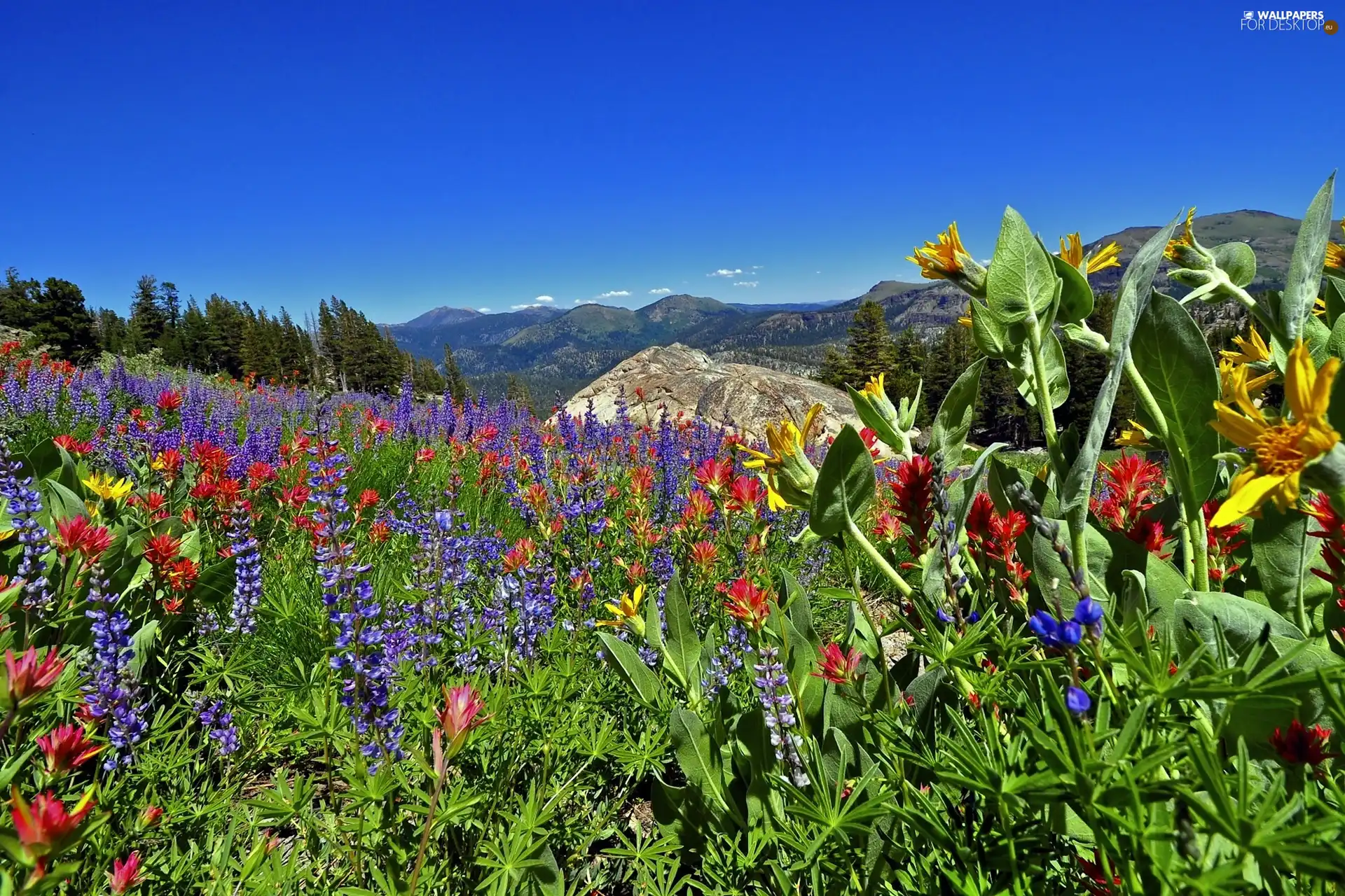 Mountains, Meadow, California, Flowers, Sierra Nevada