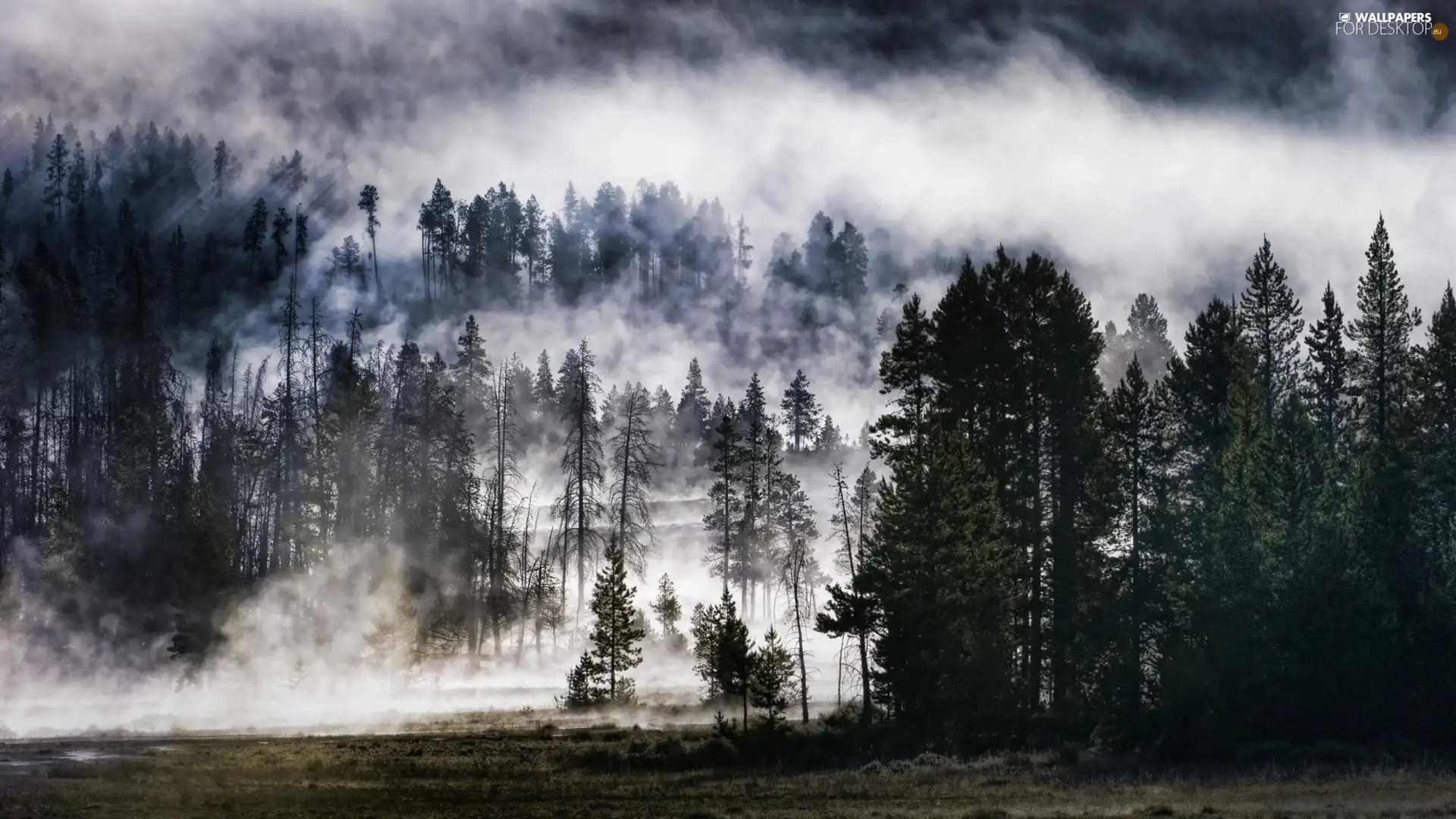 Mountains, woods, mists