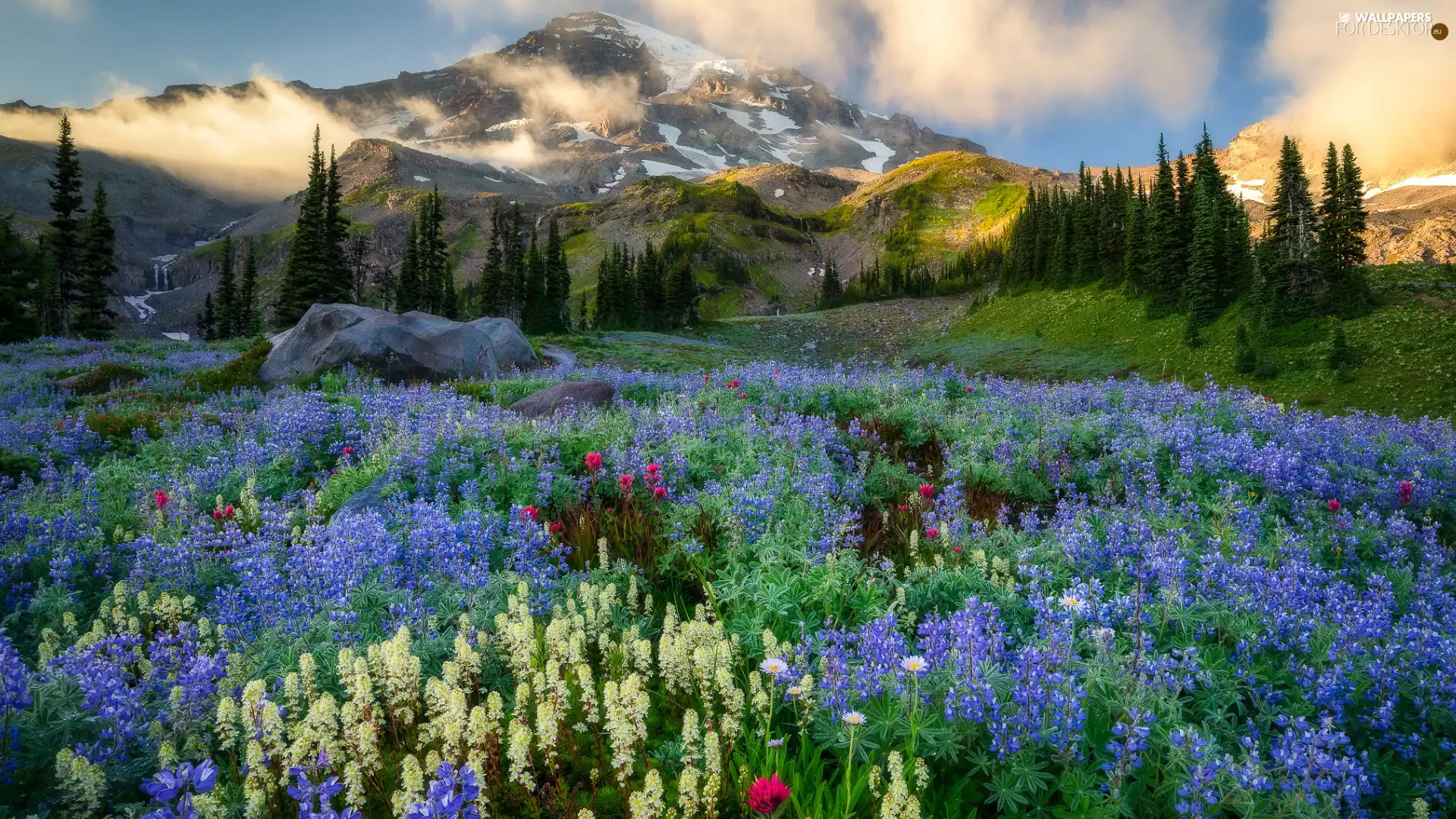 Washington State, The United States, Cascade Mountains, Mount Rainier National Park, trees, viewes, lupine, Fog, Meadow