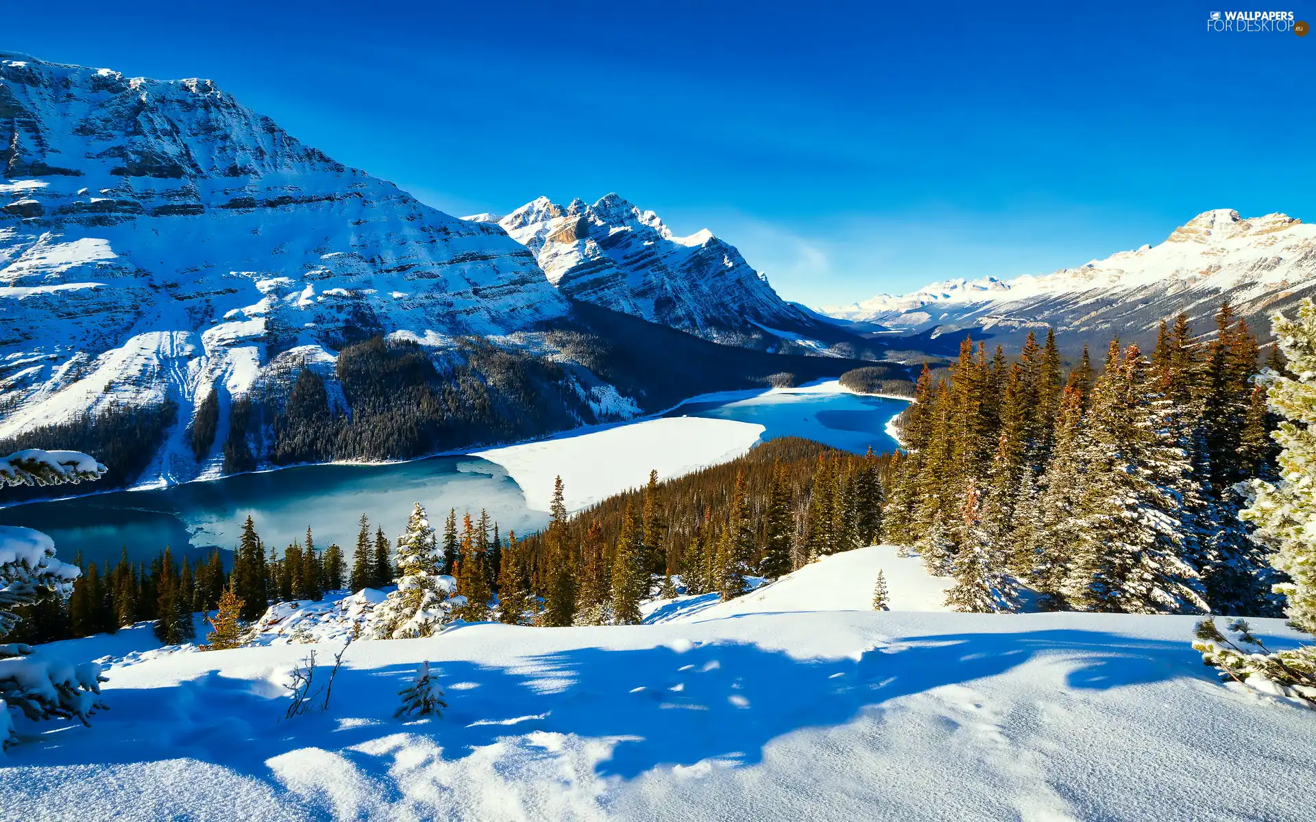 Banff National Park, Mountains Canadian Rockies, Canada, woods, viewes, Peyto Lake, winter, trees