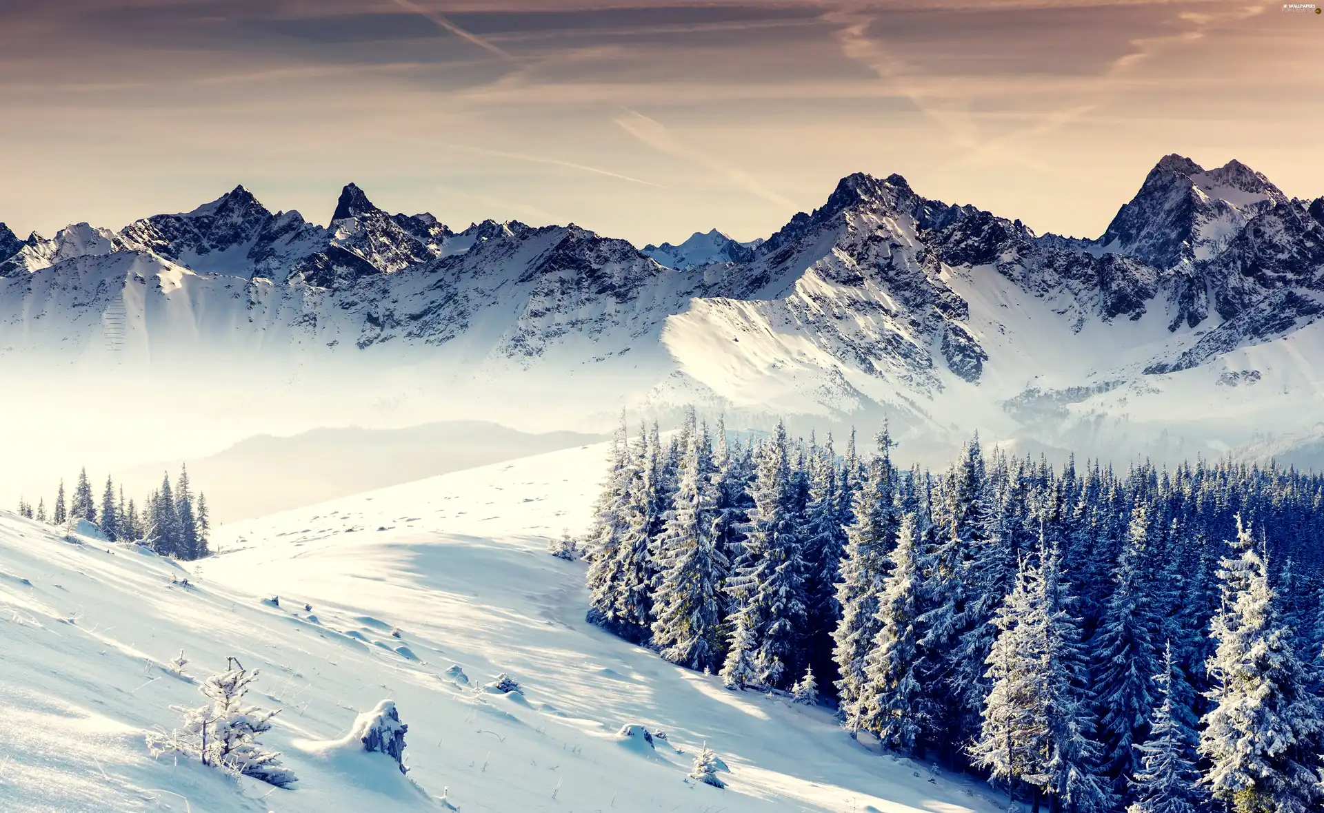 trees, winter, Mountains, snow, viewes, Snowy