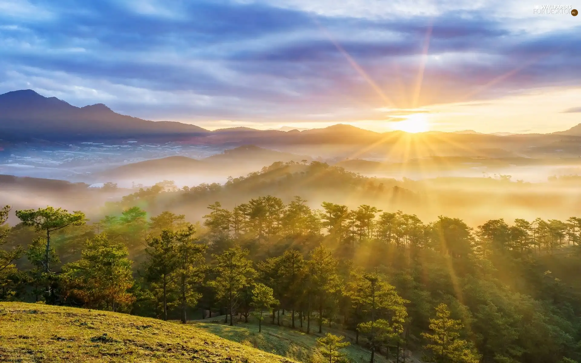 rays of the Sun, Fog, trees, viewes, Mountains