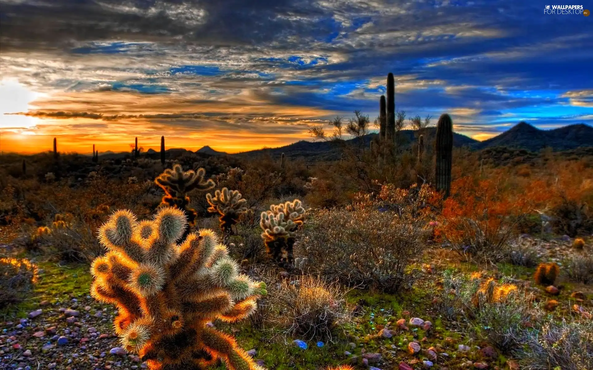 west, Cactus, Mountains, sun