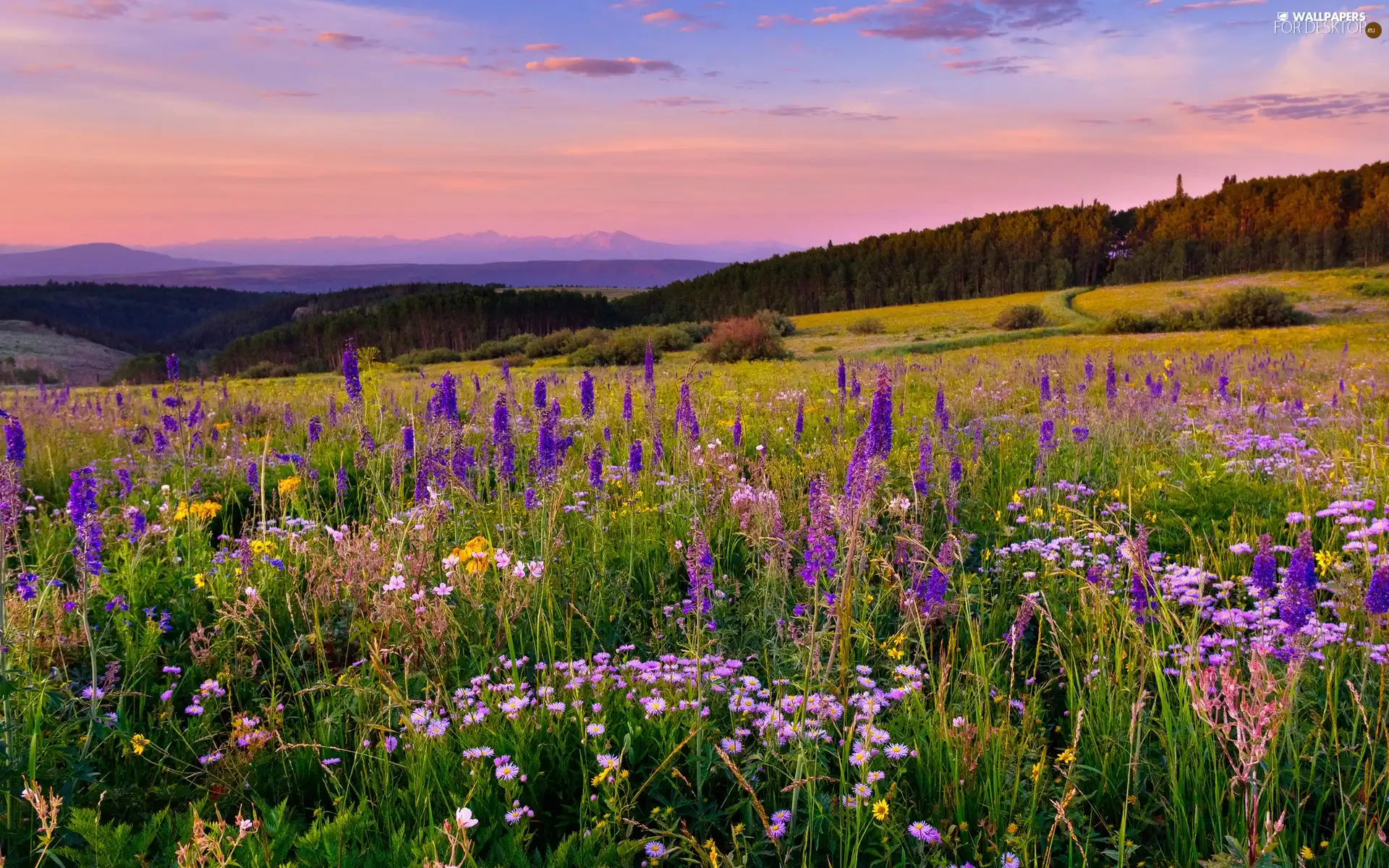 Mountains, woods, color, Flowers, Meadow