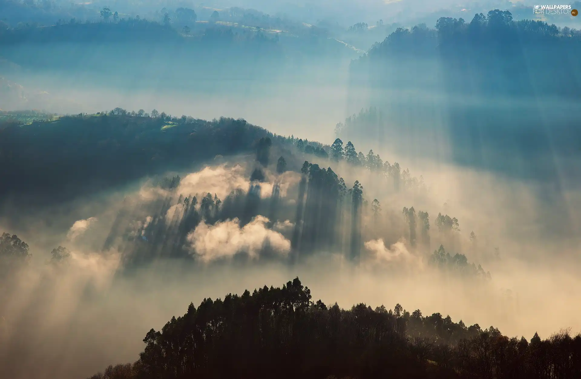 Mountains, woods, sun, Fog, rays