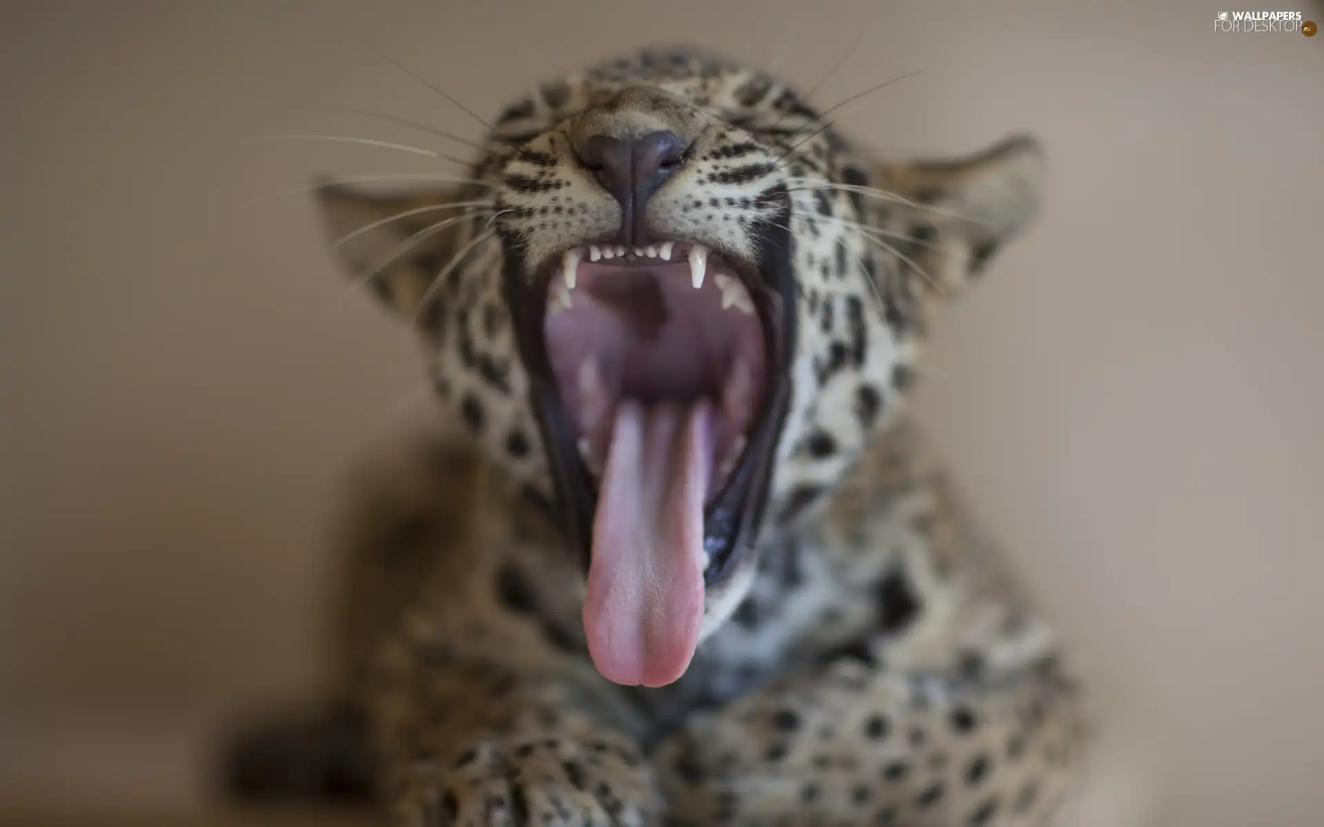 small, open, mouth, Leopards