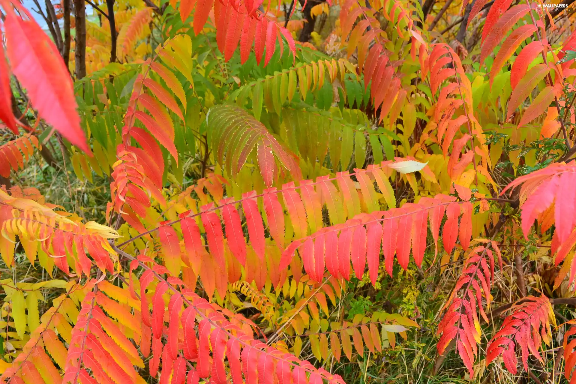 Leaf, Acetic Sumac, Multicoloured
