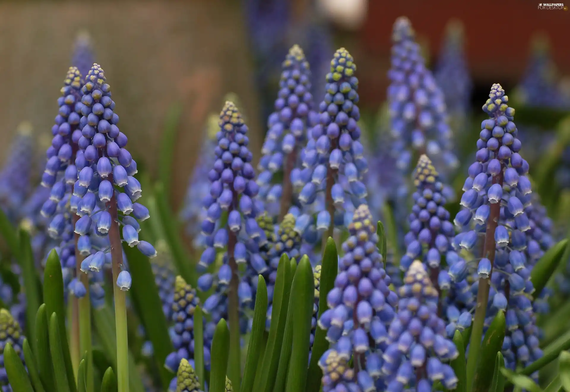 Muscari