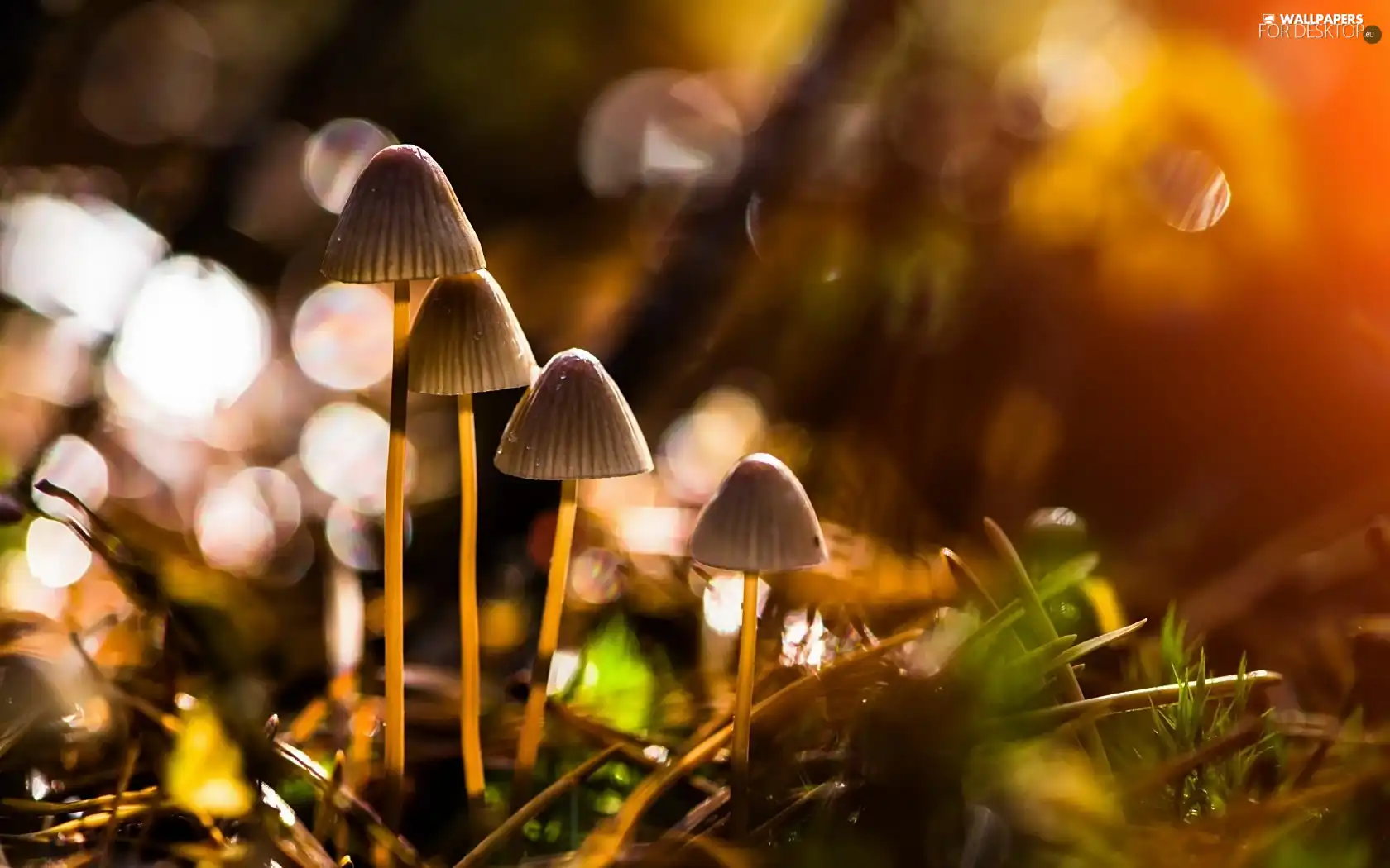 Bokeh, little doggies, mushroom