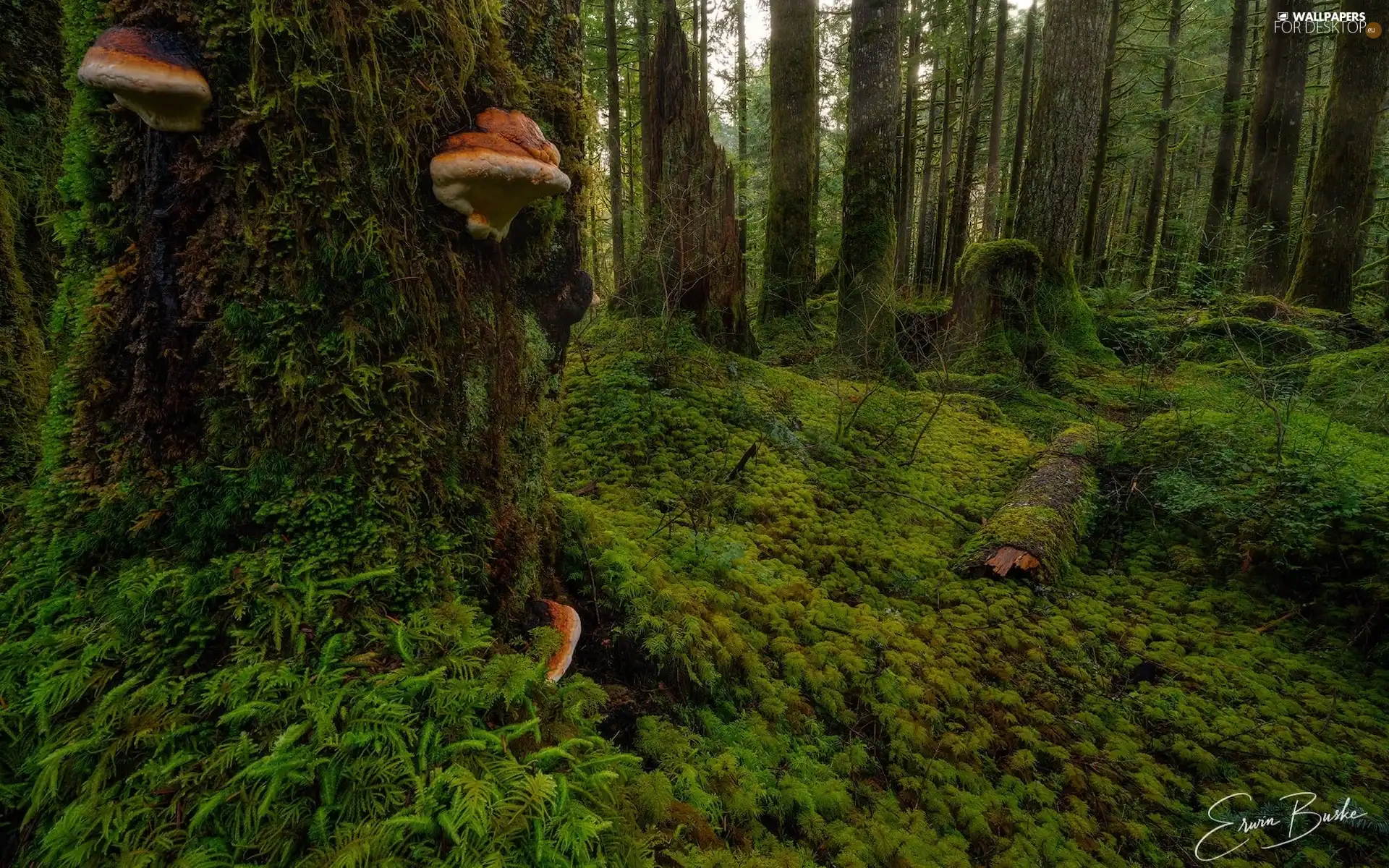trees, forest, Stems, mushrooms, viewes, mossy