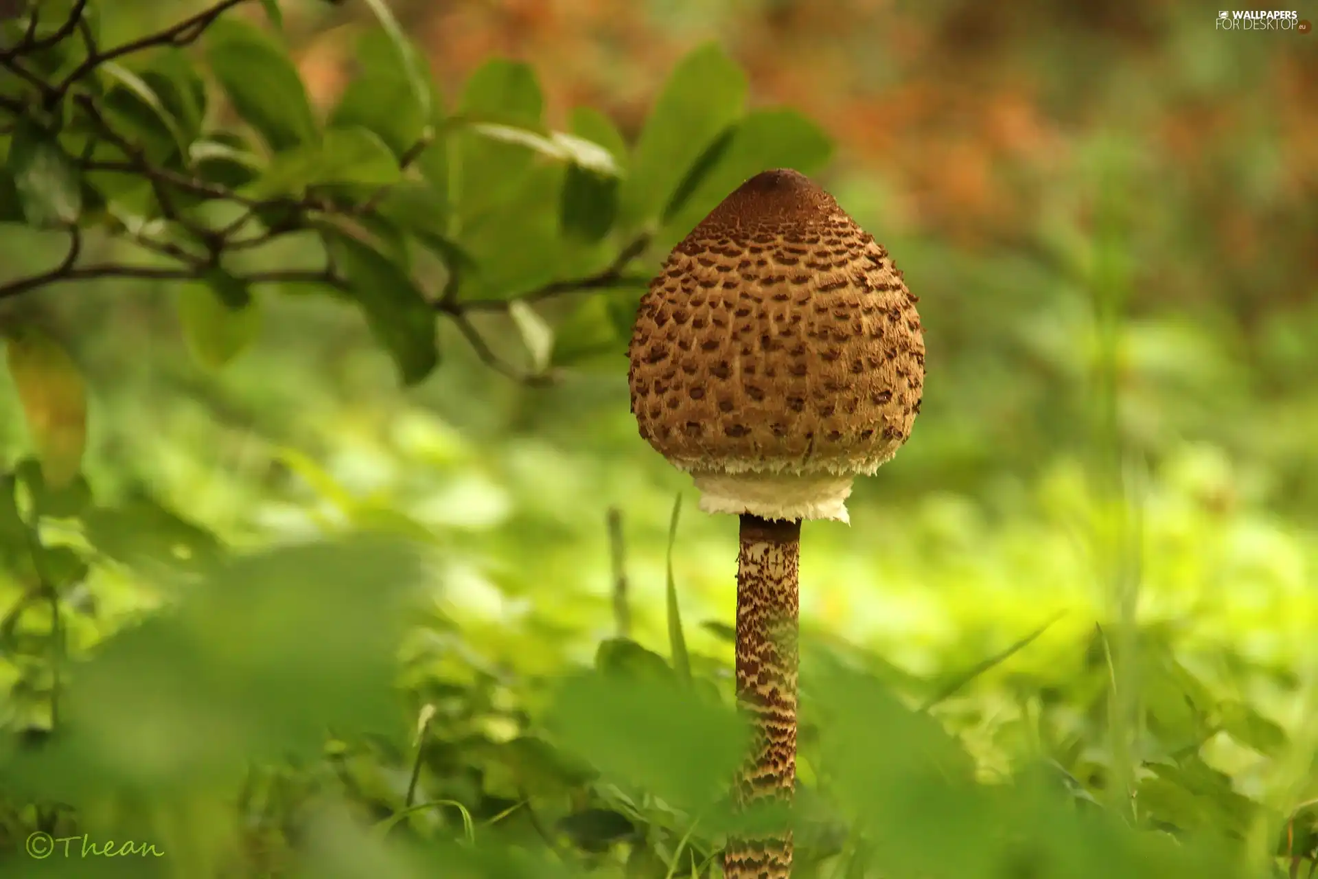 young, owl, Mushrooms, kite