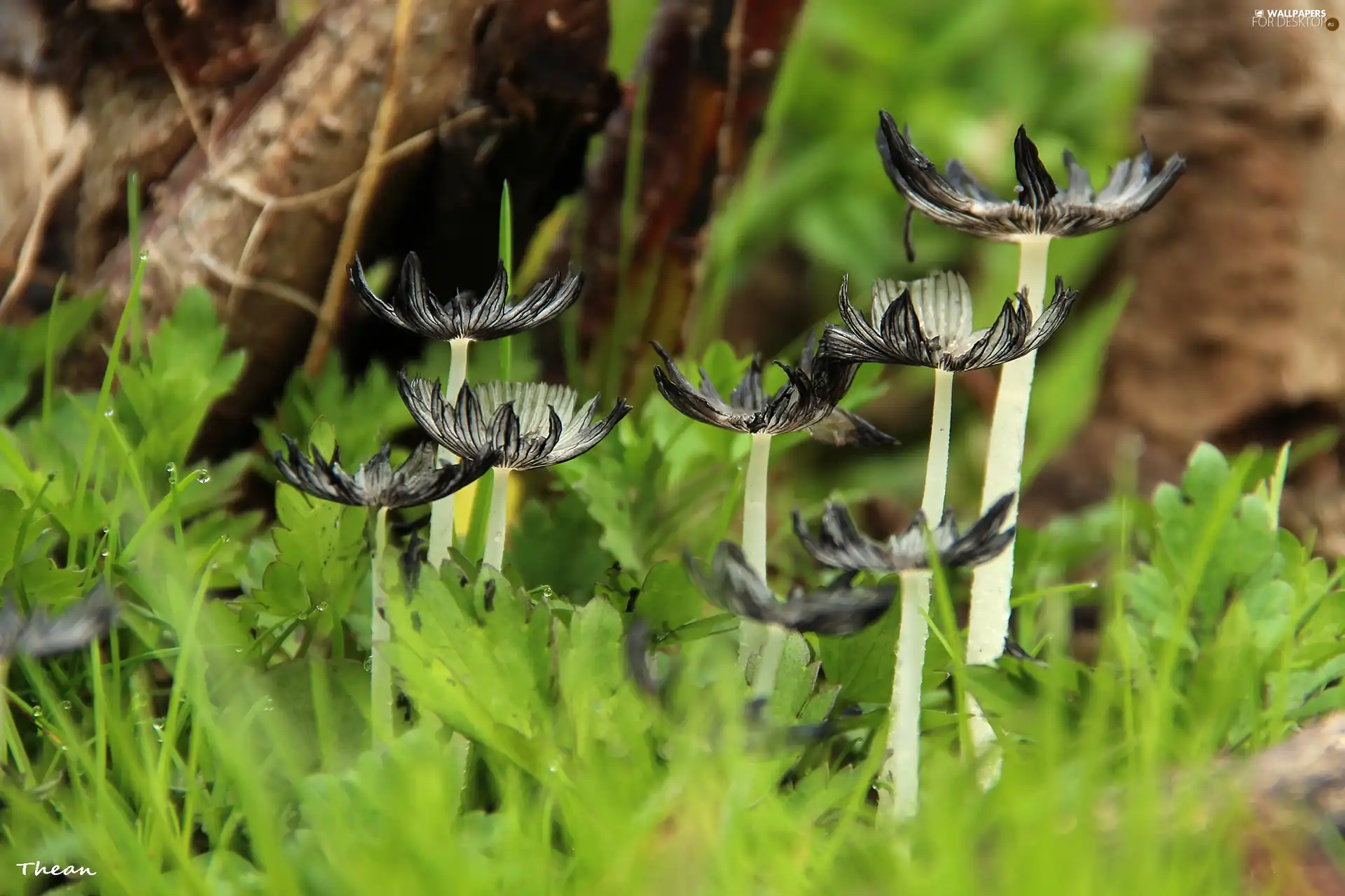 mushrooms