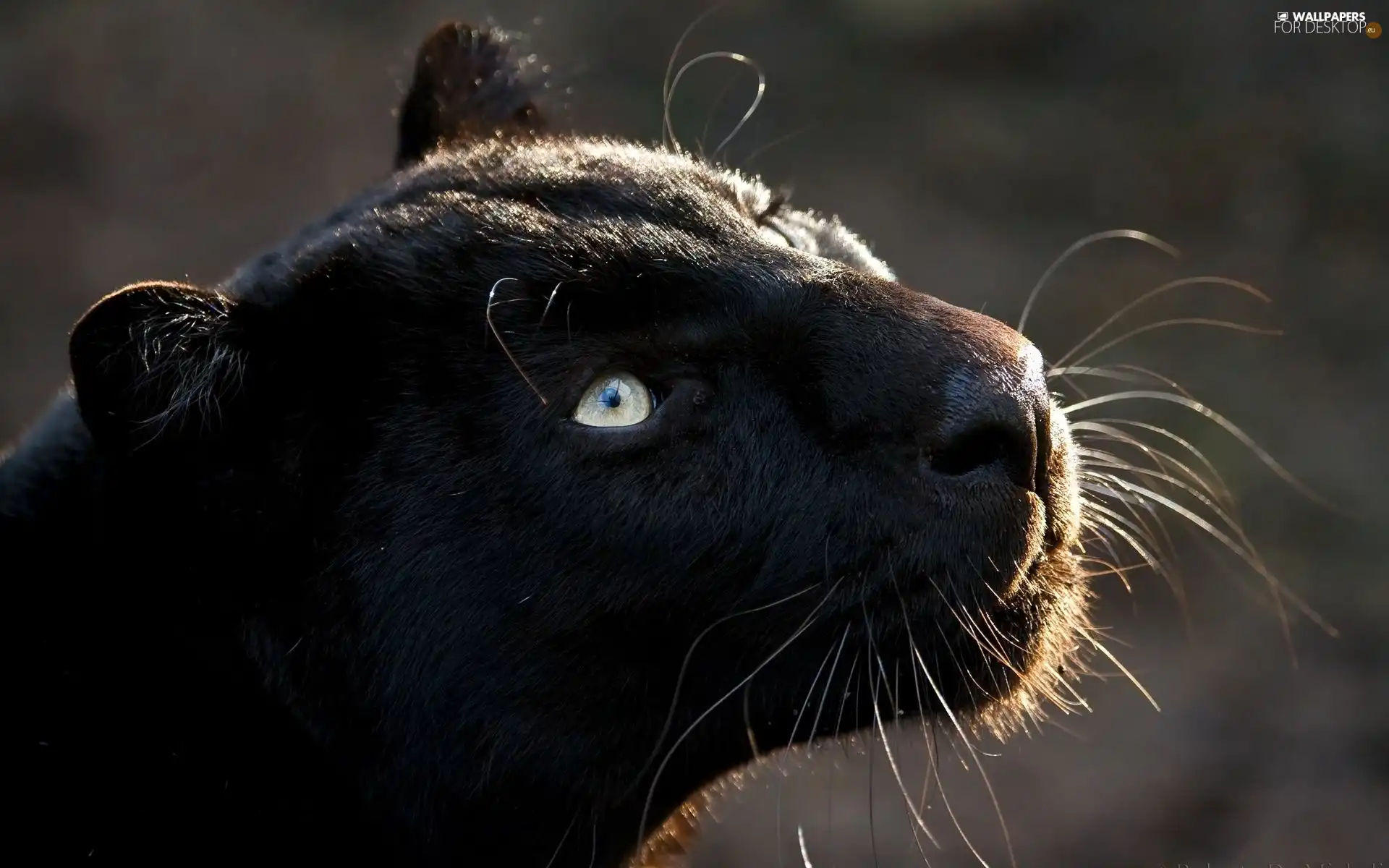 black, mouth, mustache, Panther