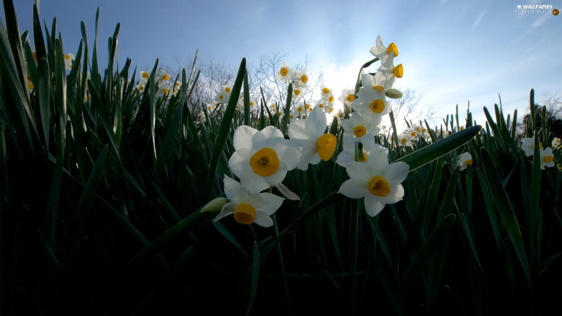 grass, narcissus