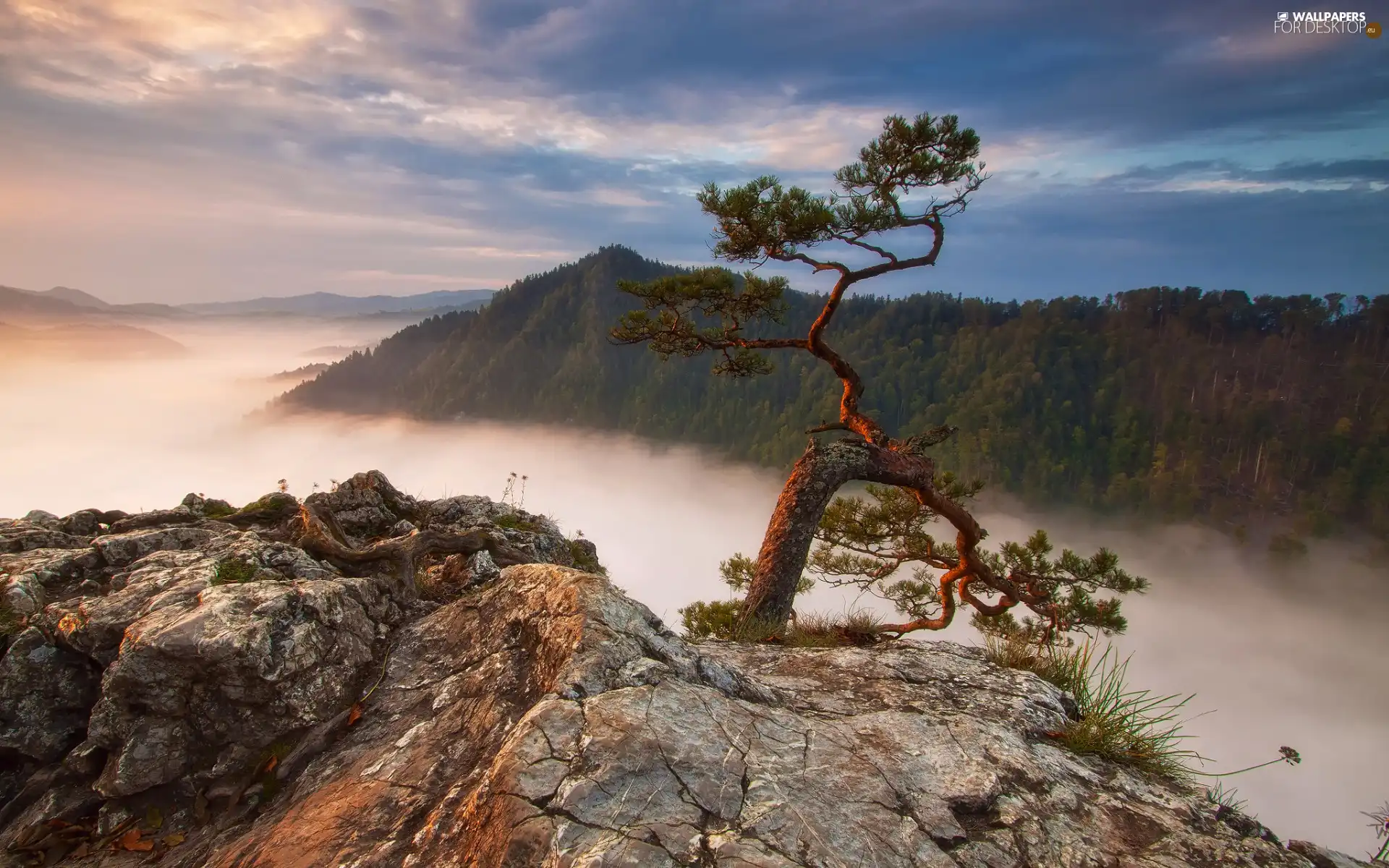 Rocks, Fog, Poland, Sokolica Peak, Pieniny National Park, Mountains, pine, Pieniny