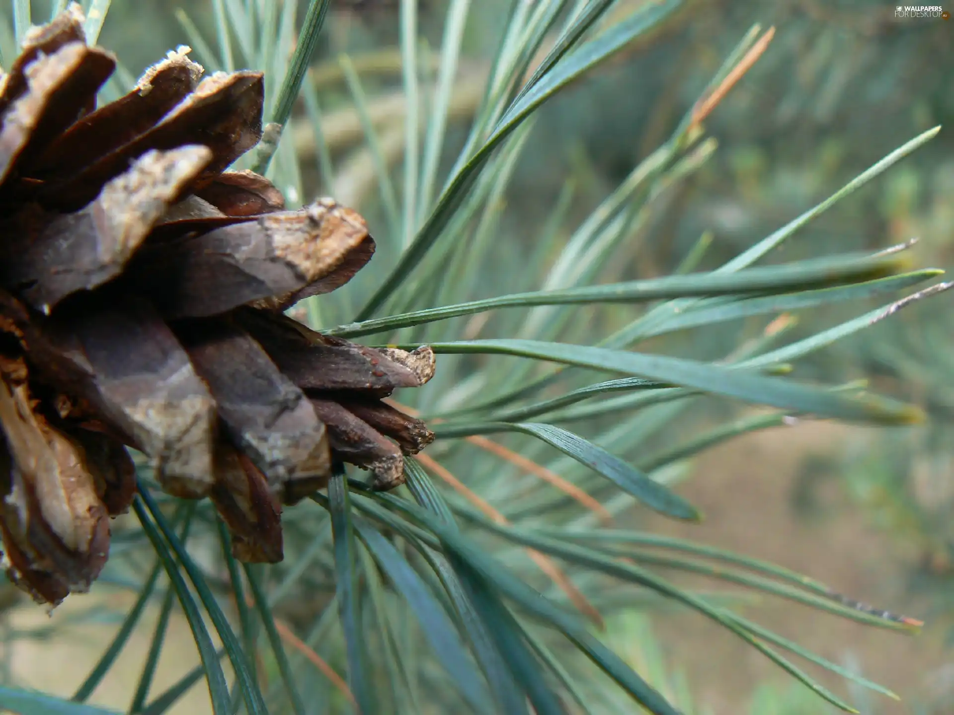needle, cone, pine