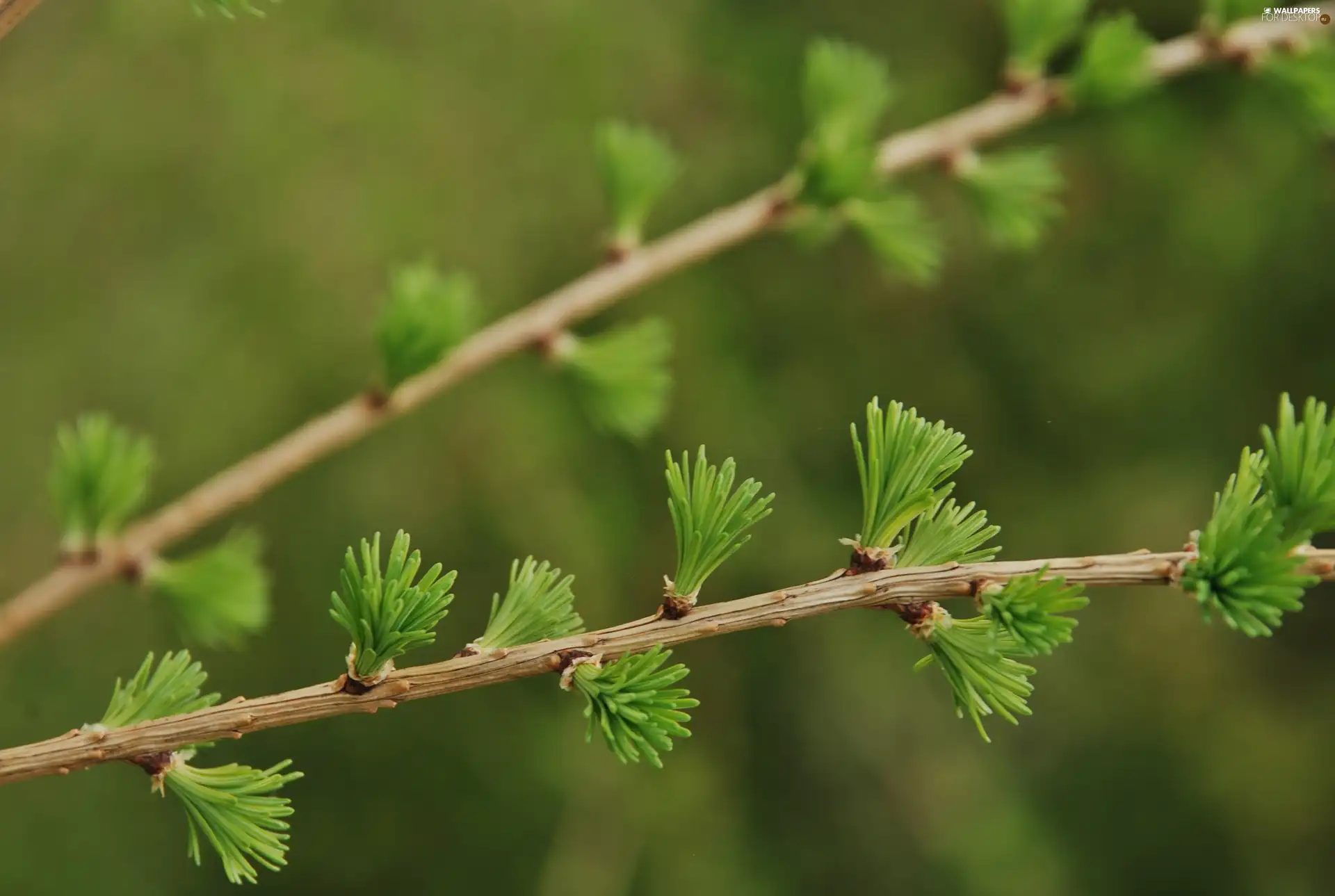 needles, larch, young