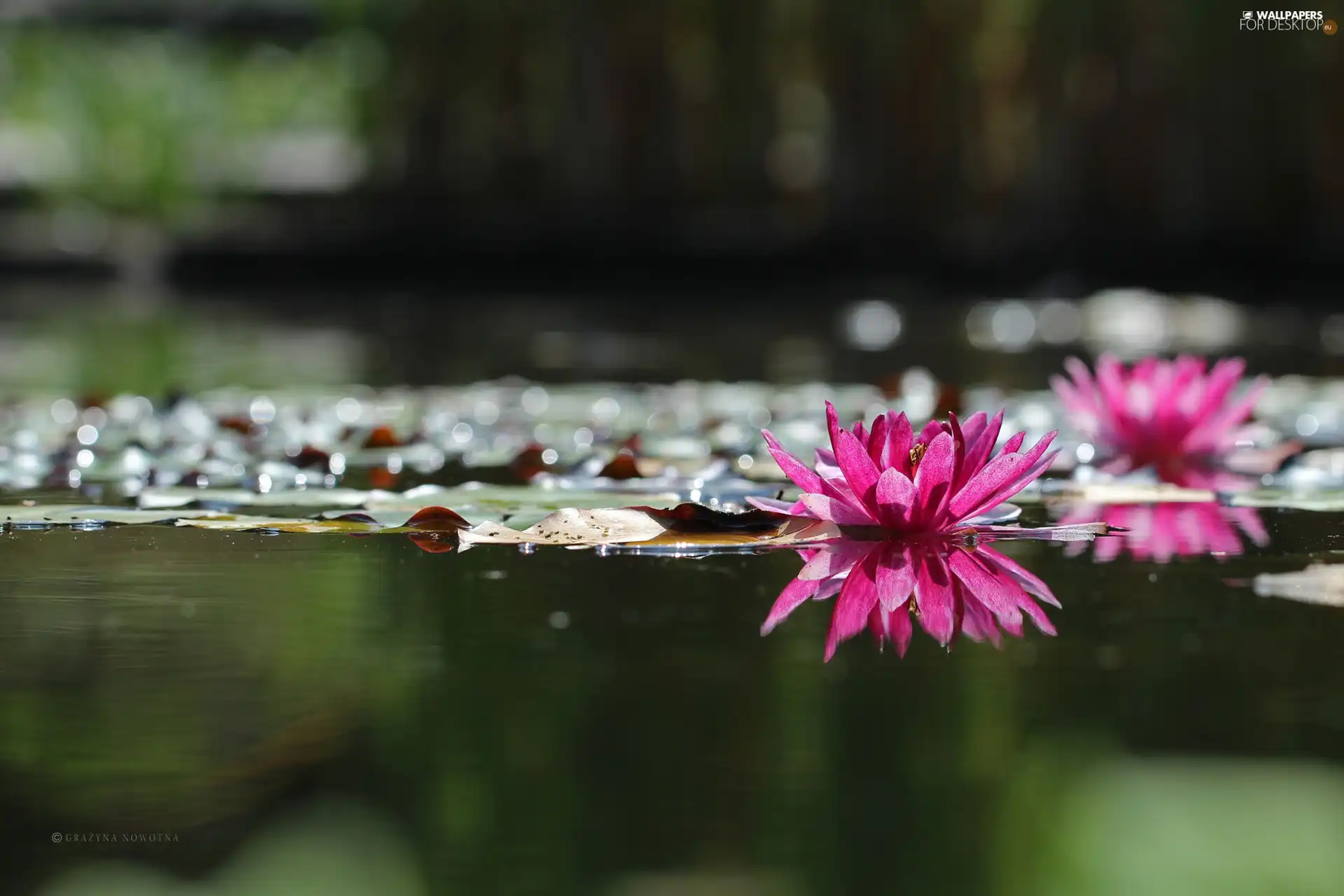 Pink, Water lilies, Nenufary