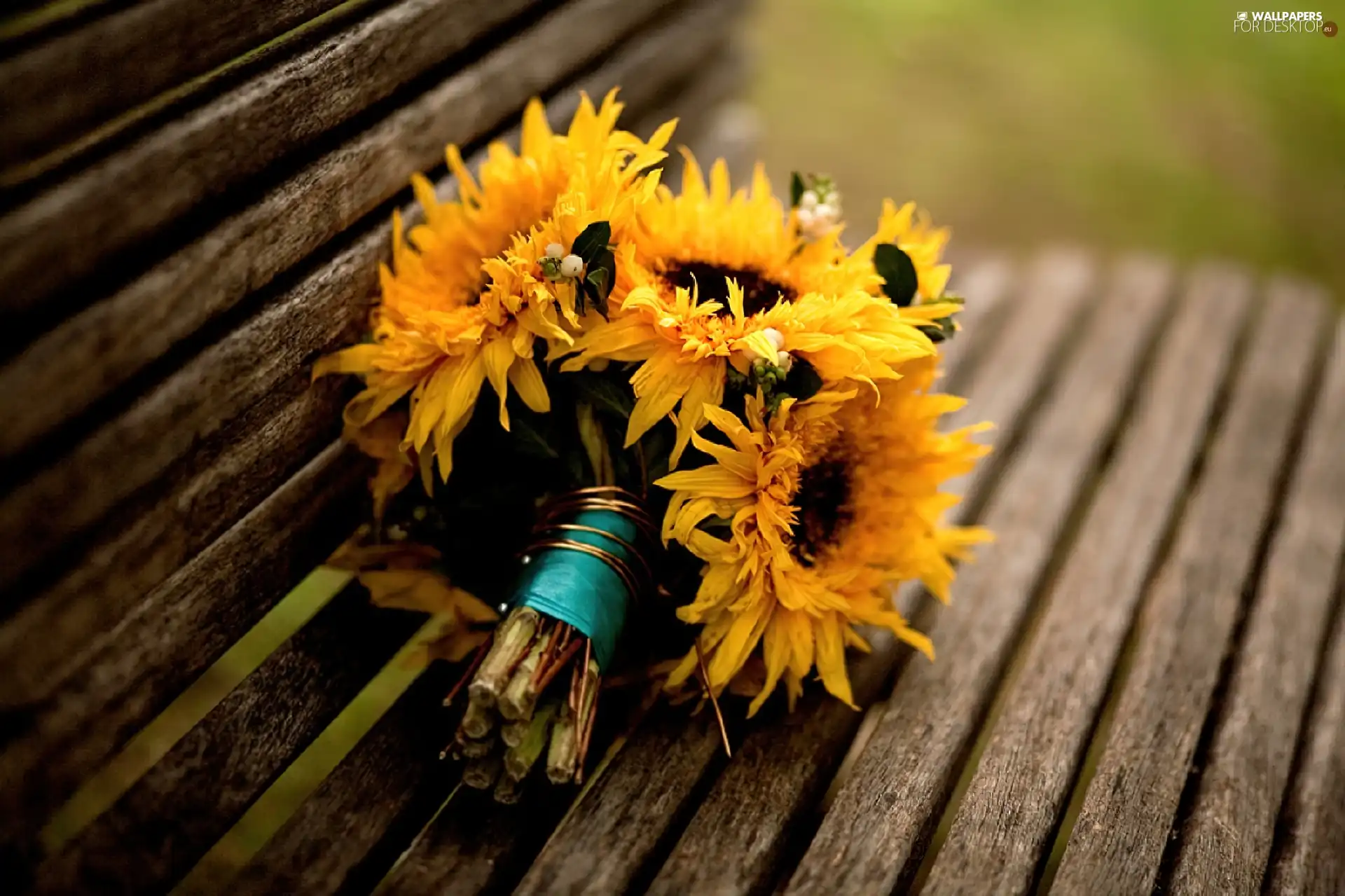 Nice sunflowers, Bench