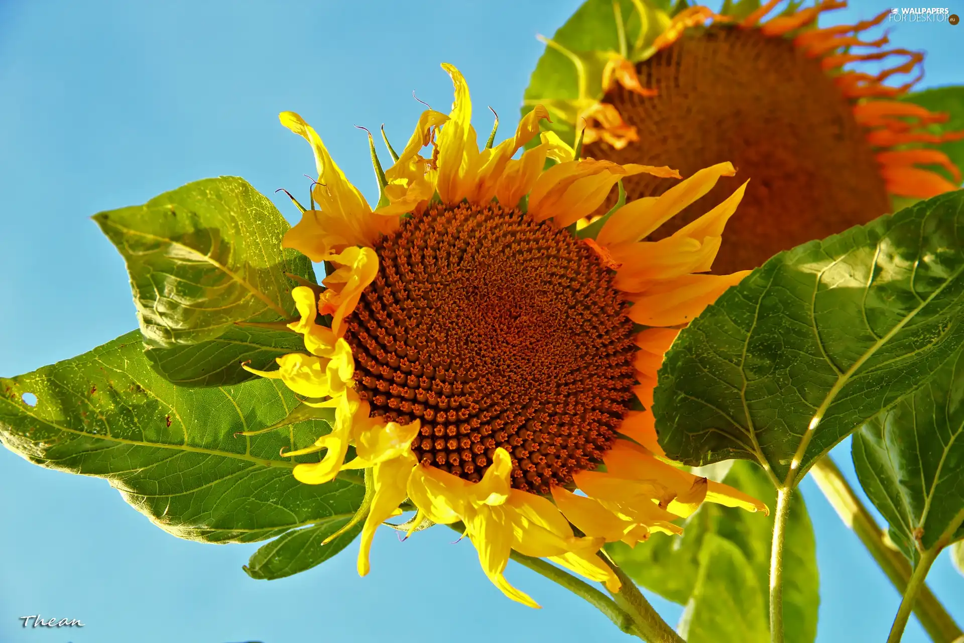 Nice sunflowers, Flowers Sunflower