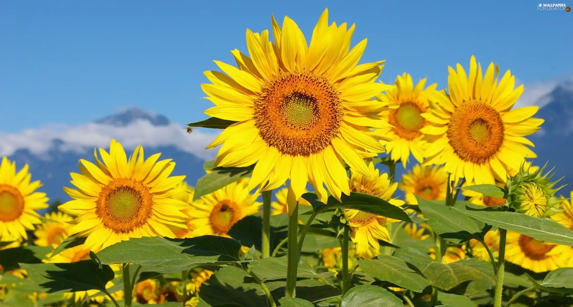 Nice sunflowers, Leaf