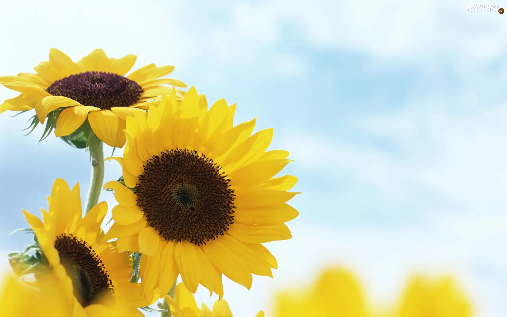 Nice sunflowers, Sky