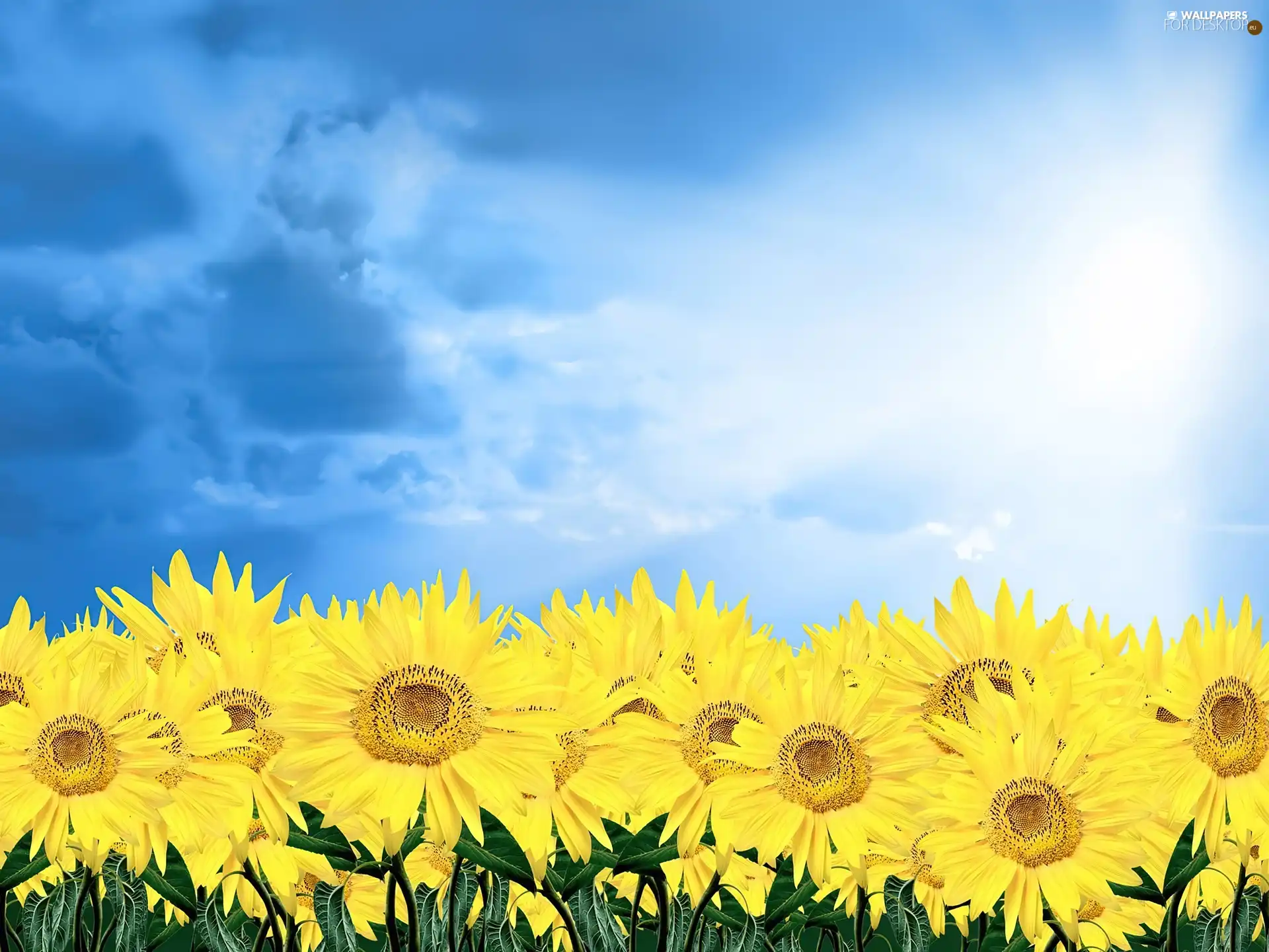 Nice sunflowers, Sky