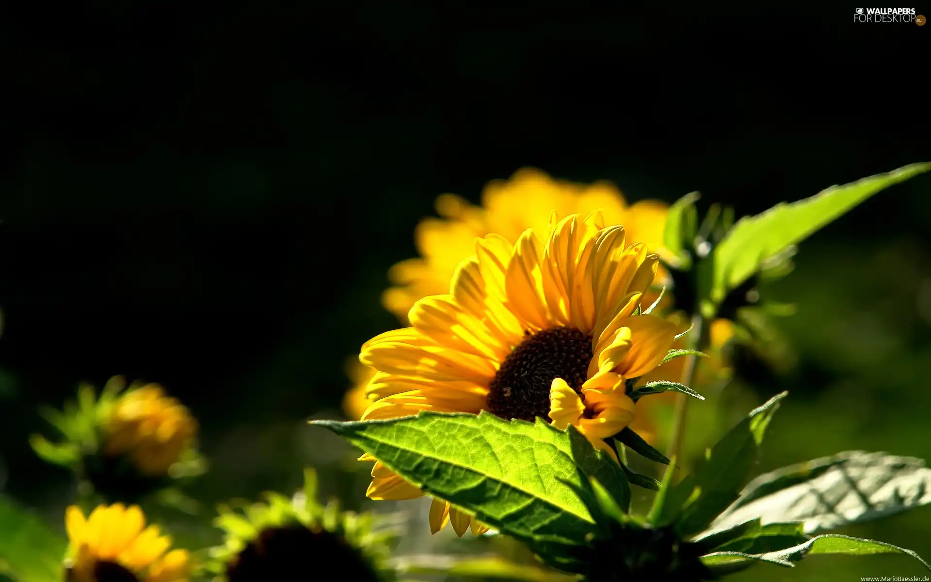 Nice sunflowers