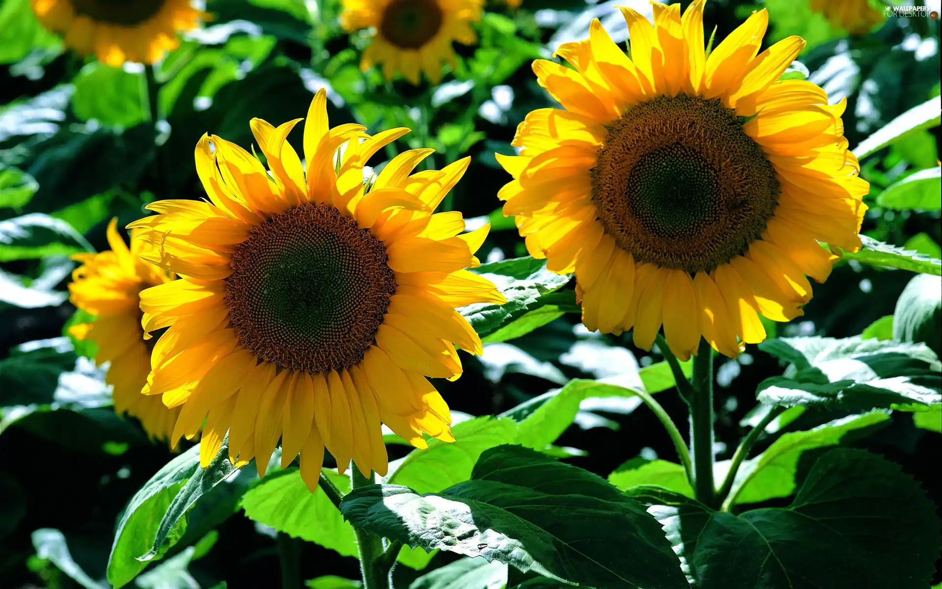 Nice sunflowers