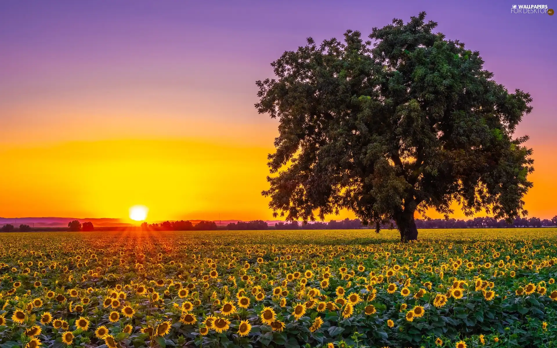 Sunrise, Nice sunflowers, trees, Field