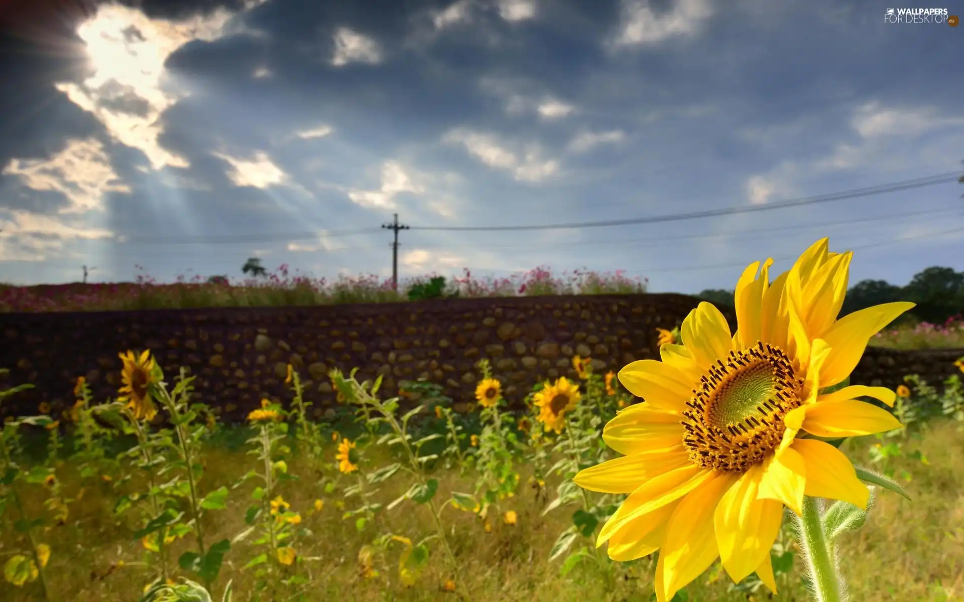 Nice sunflowers, wall