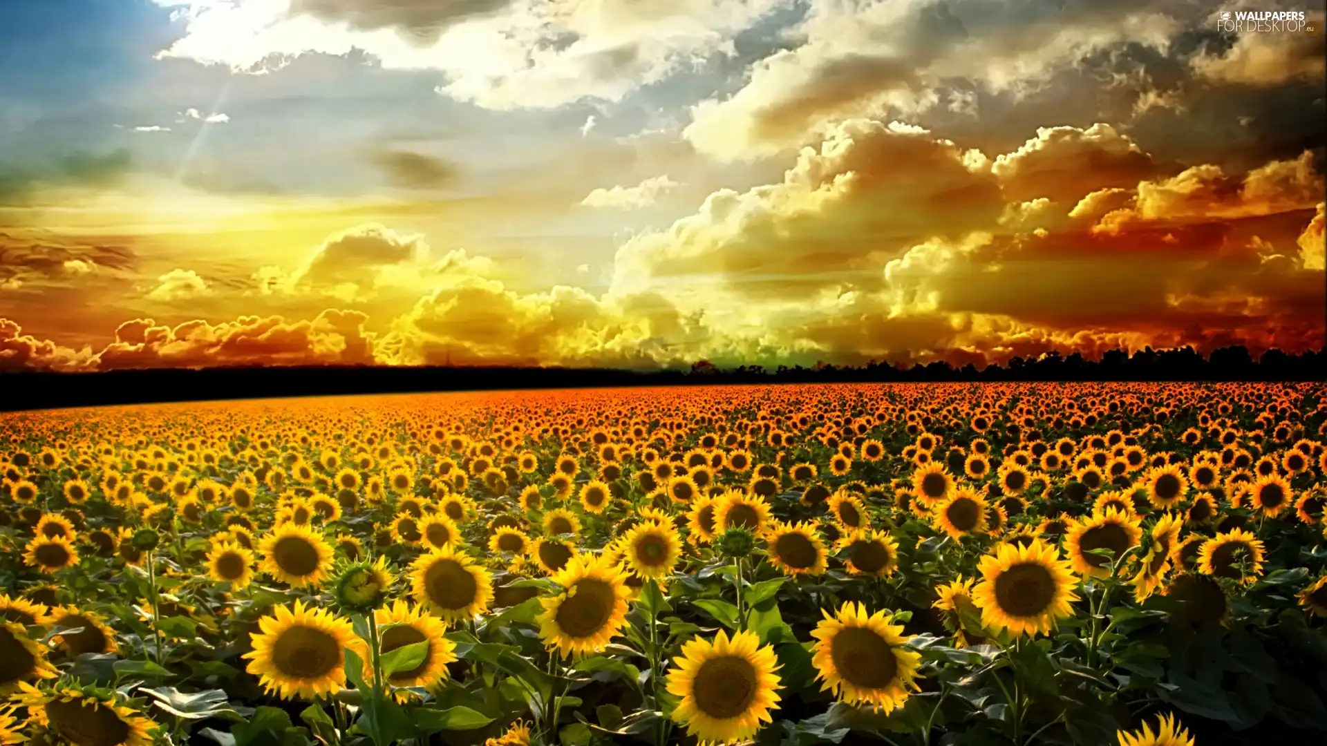 west, clouds, Nice sunflowers, sun