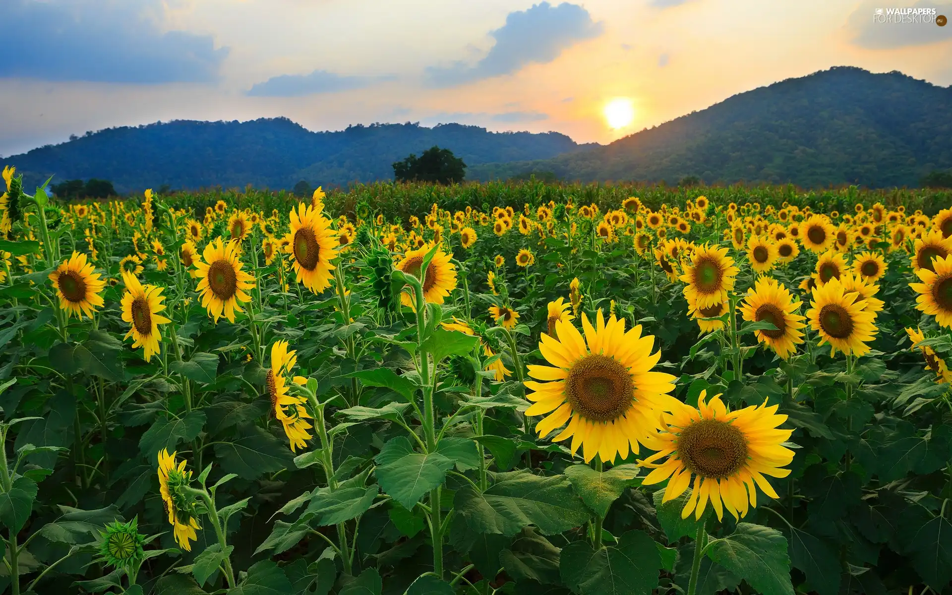 west, Mountains, Nice sunflowers, sun