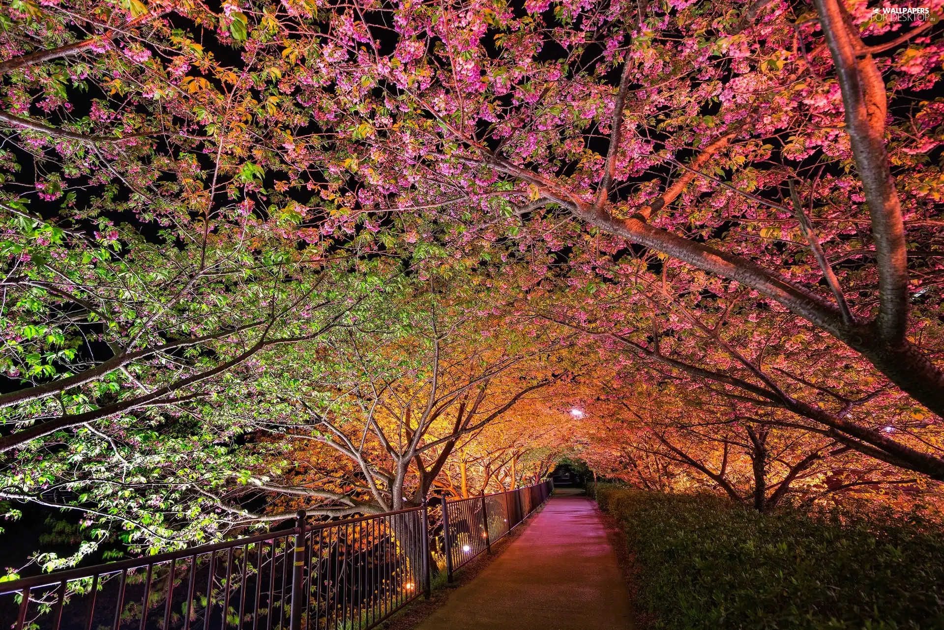 Night, light, trees, viewes, Park