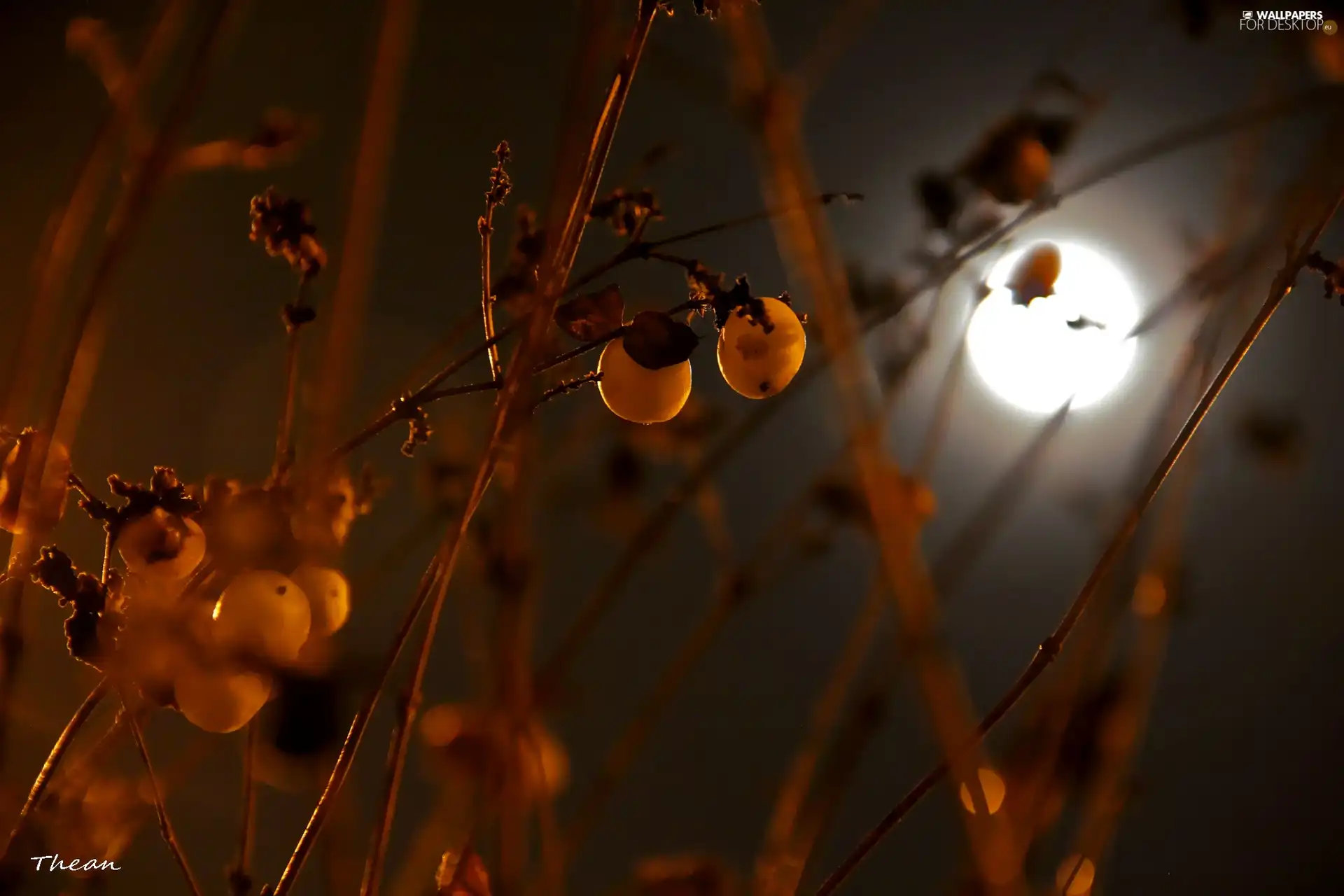 moon, Symphoricarpos Duhamel, Night