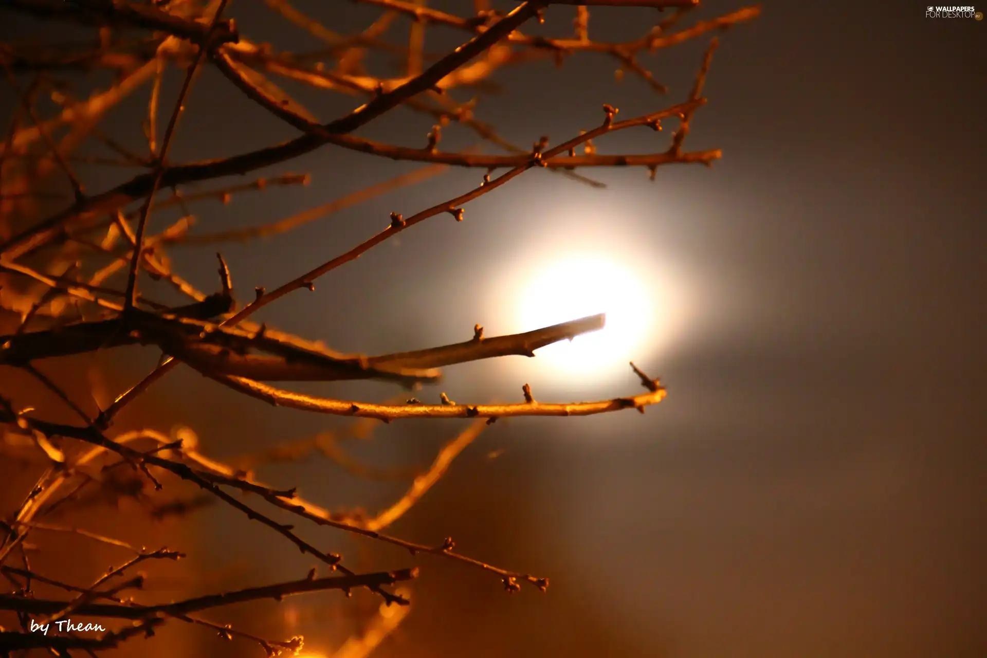 Night, moon, Twigs