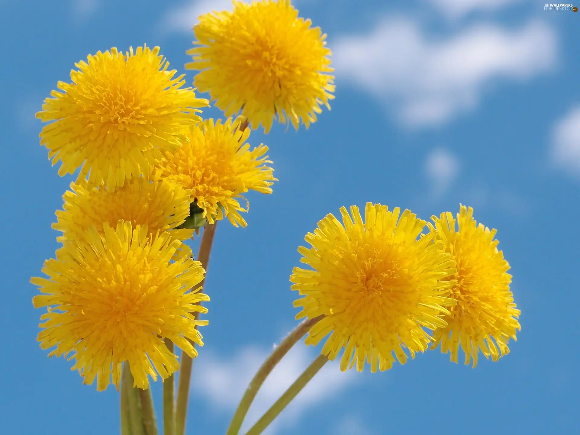 nun, common, beatyfull, Flowers, Sky