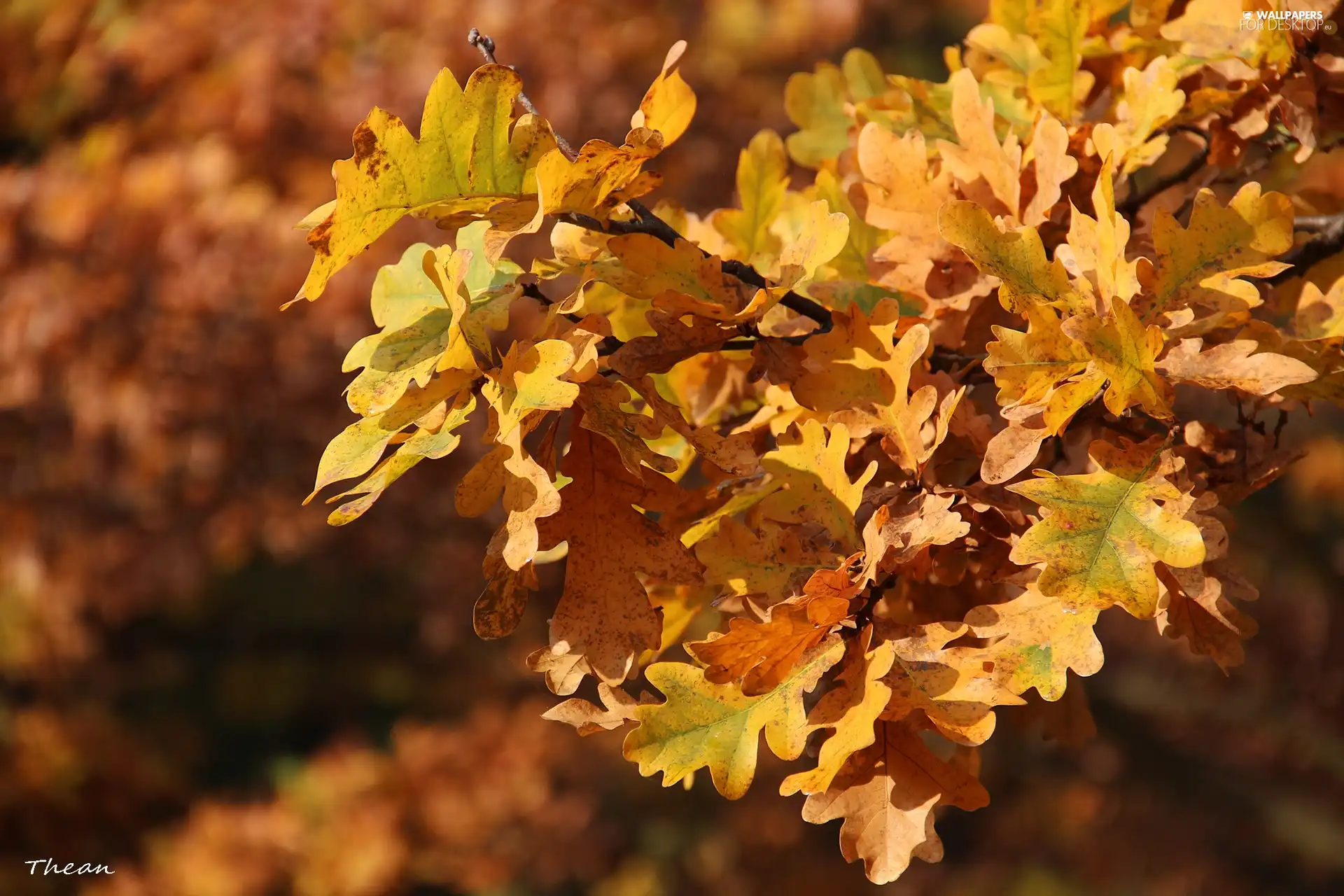 oak, autumn, Brown, Leaf, yellow