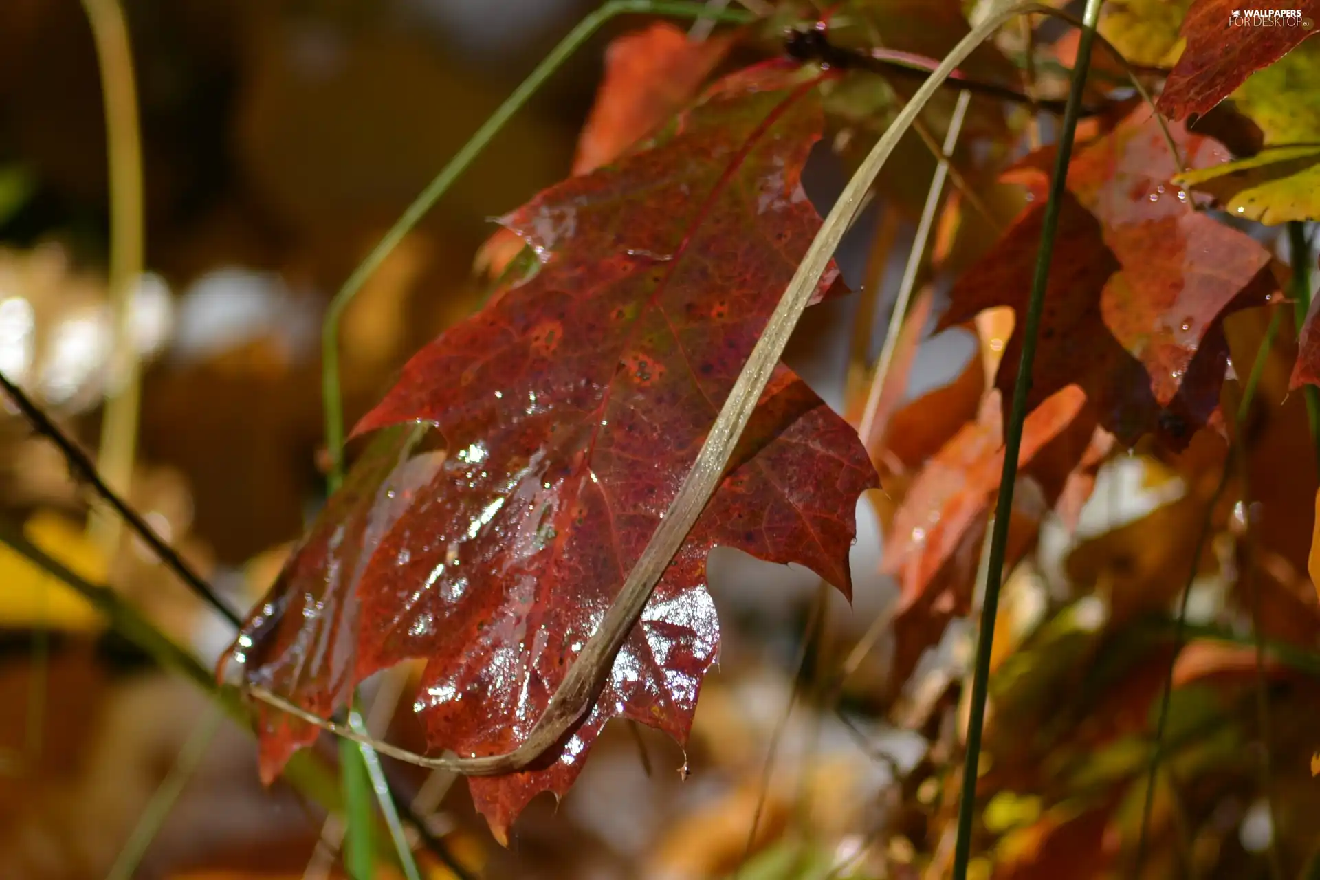 Red brown, leaf, oak, sheeny