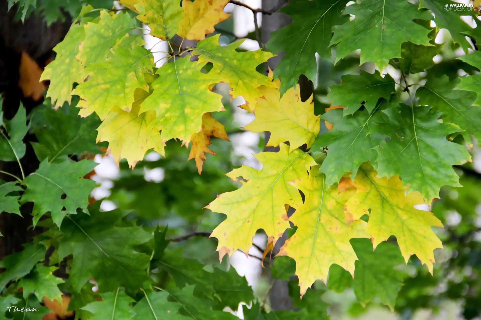 Yellow, Leaf, oak, green ones