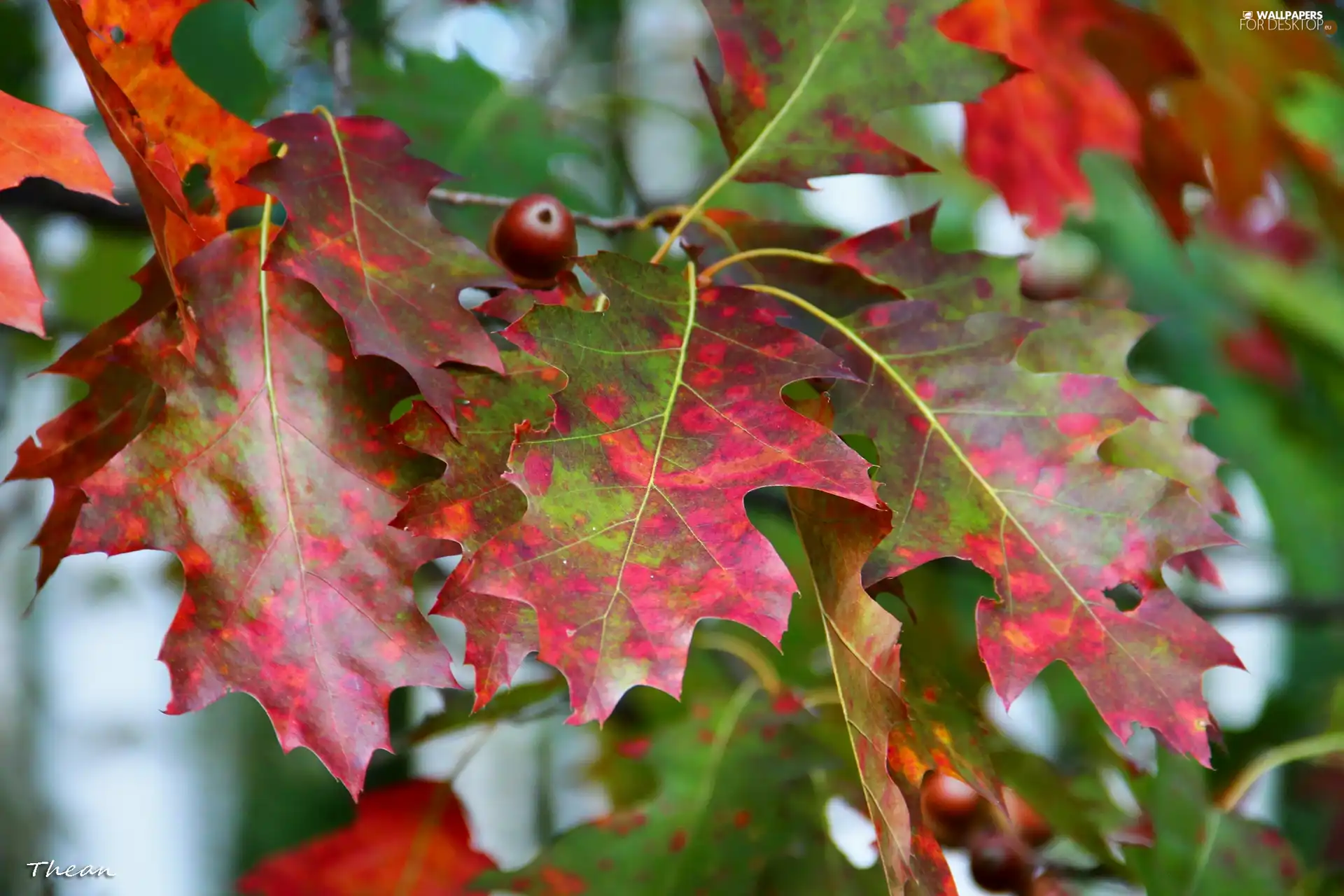 oak, color, Leaf