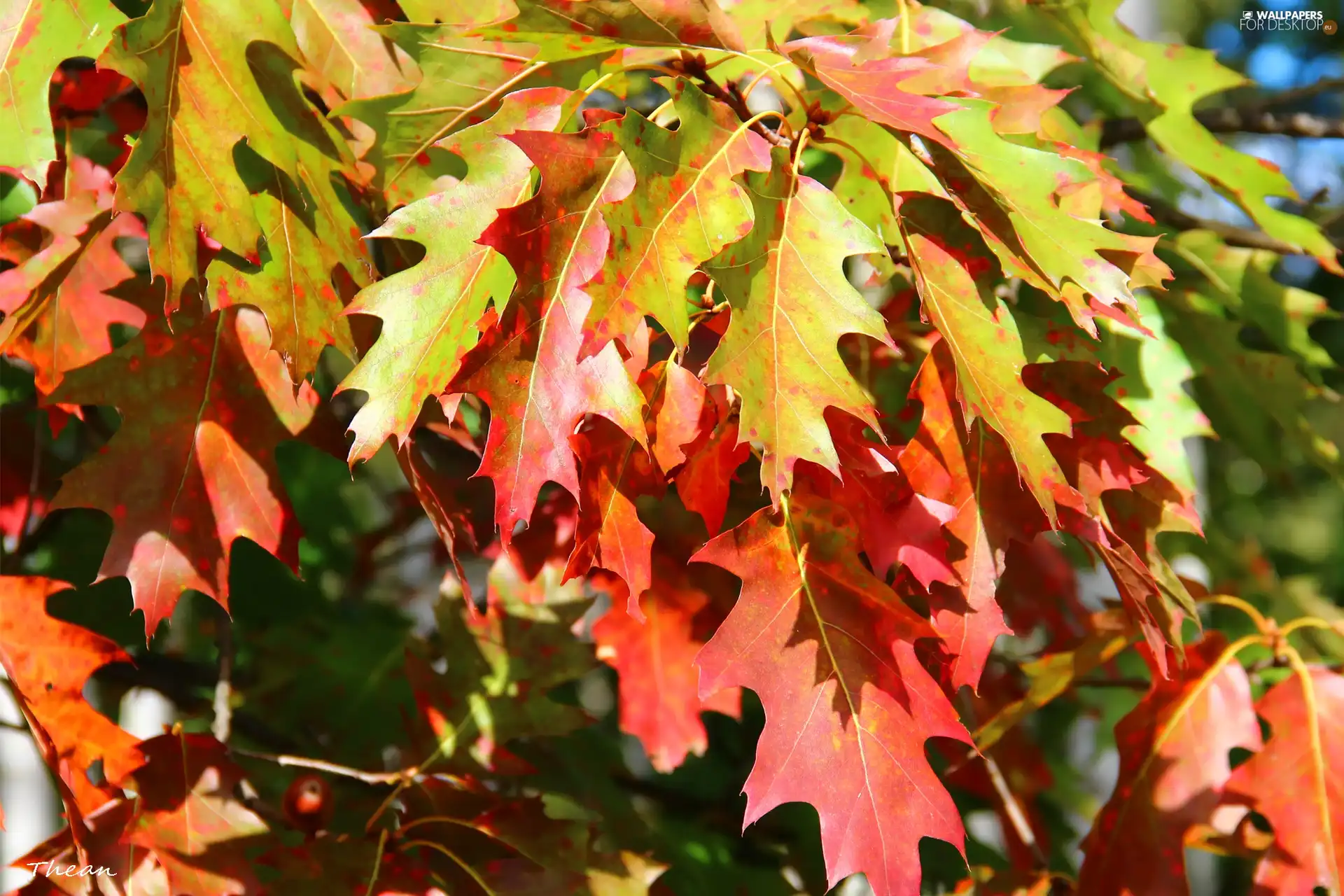 oak, color, Leaf