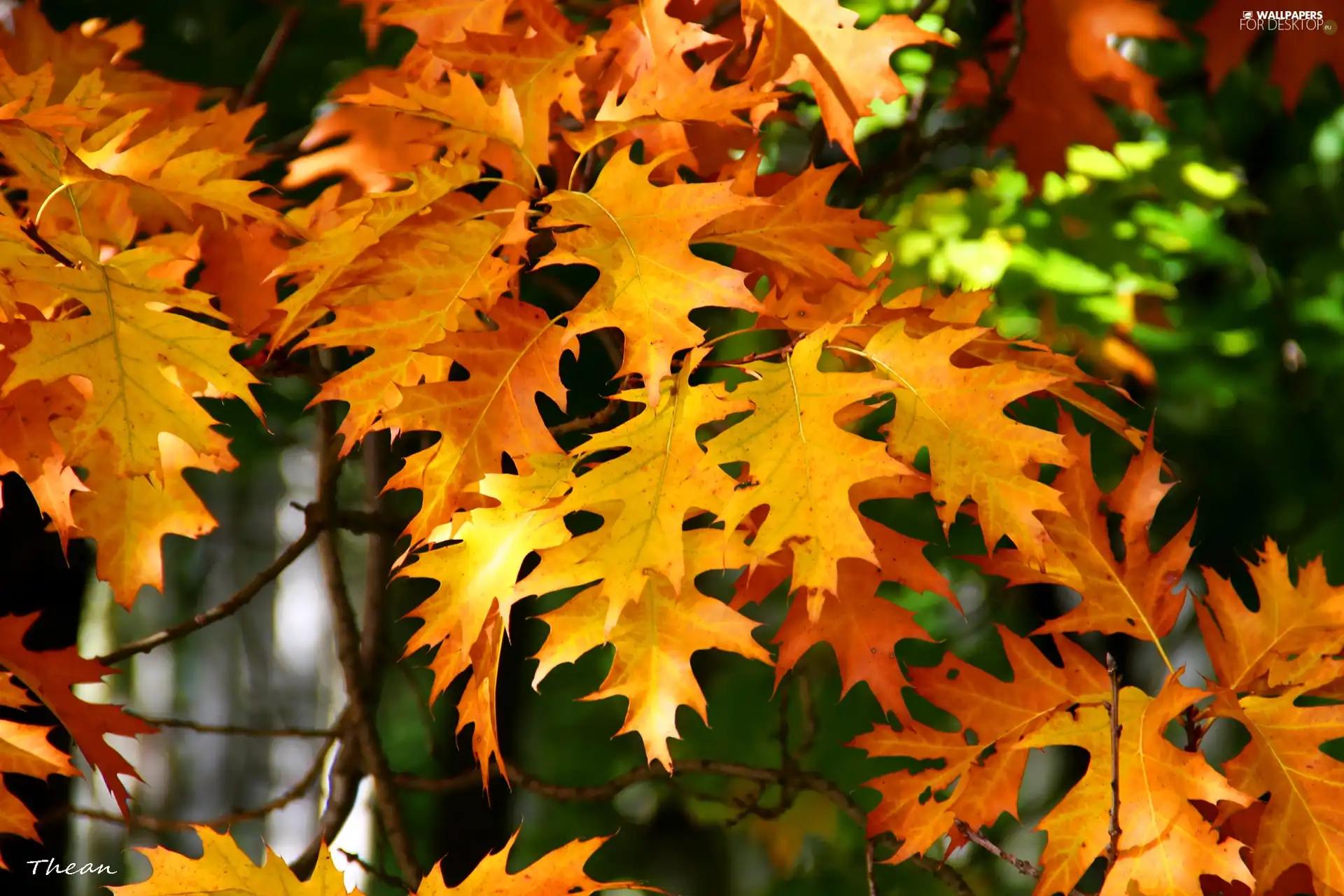 oak, Yellow, Leaf